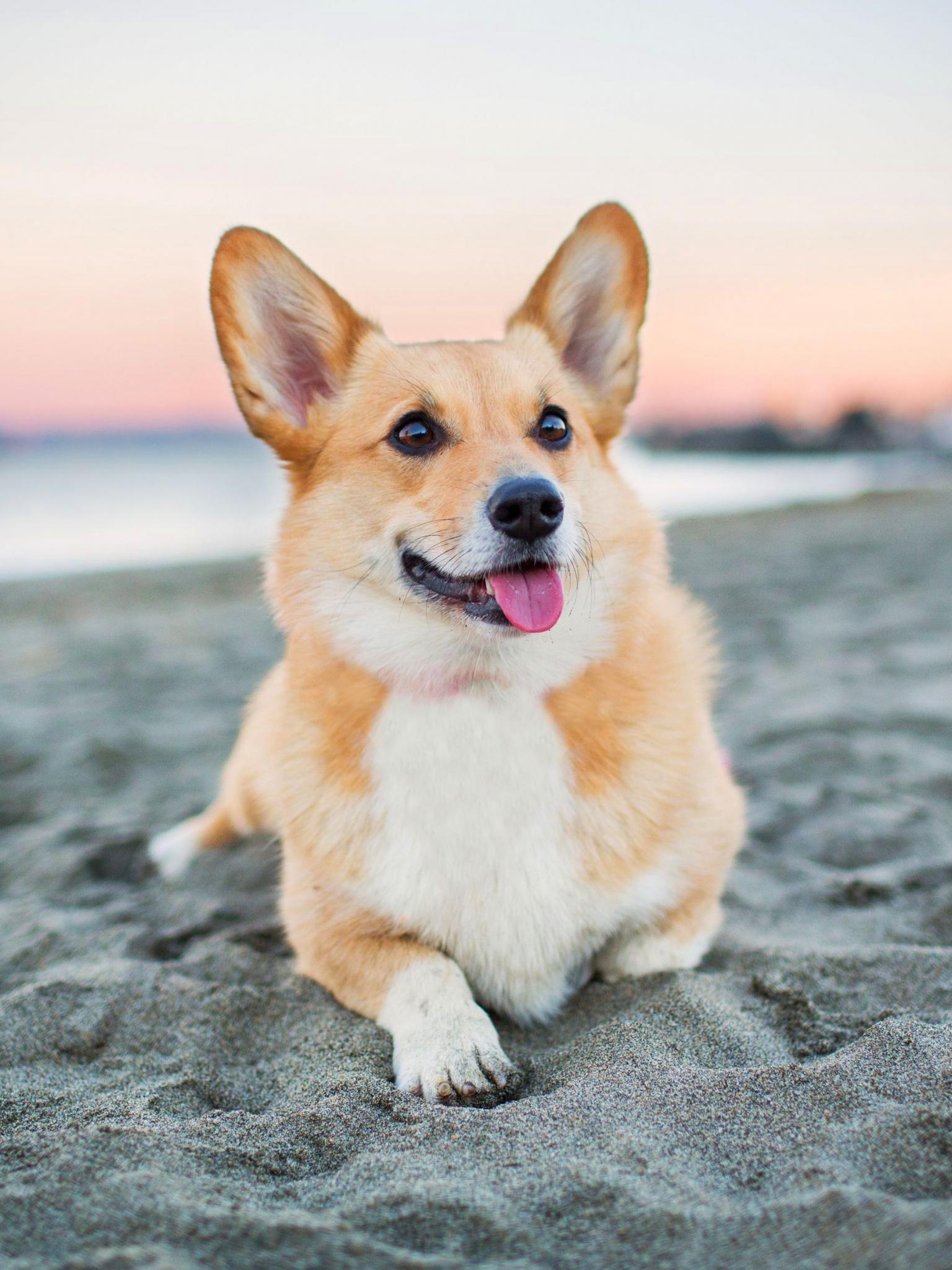 1536x2048 Free download Corgi Wallpaper Top Corgi Background [3840x2400] for your Desktop, Mobile & Tablet. Explore Corgi Background. Corgi Wallpaper, Corgi Dog Wallpaper, Christmas Corgi Wallpaper
