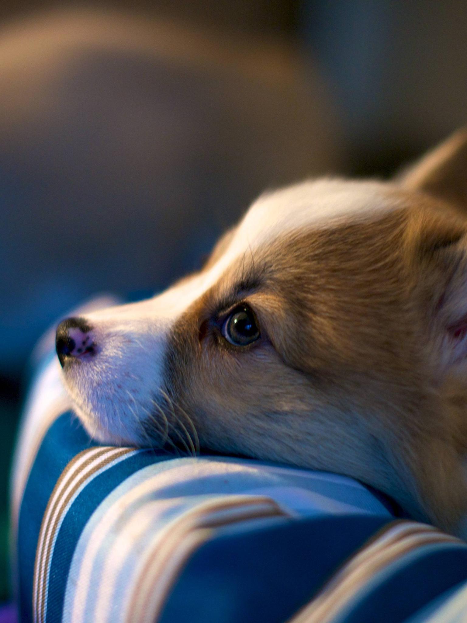 1536x2048 Free download Welsh Corgi Wallpaper [4256x2832] for your Desktop, Mobile & Tablet. Explore Corgi Wallpaper. Corgi Wallpaper for Computer, Corgi Puppies Wallpaper, Christmas Corgi Wallpaper