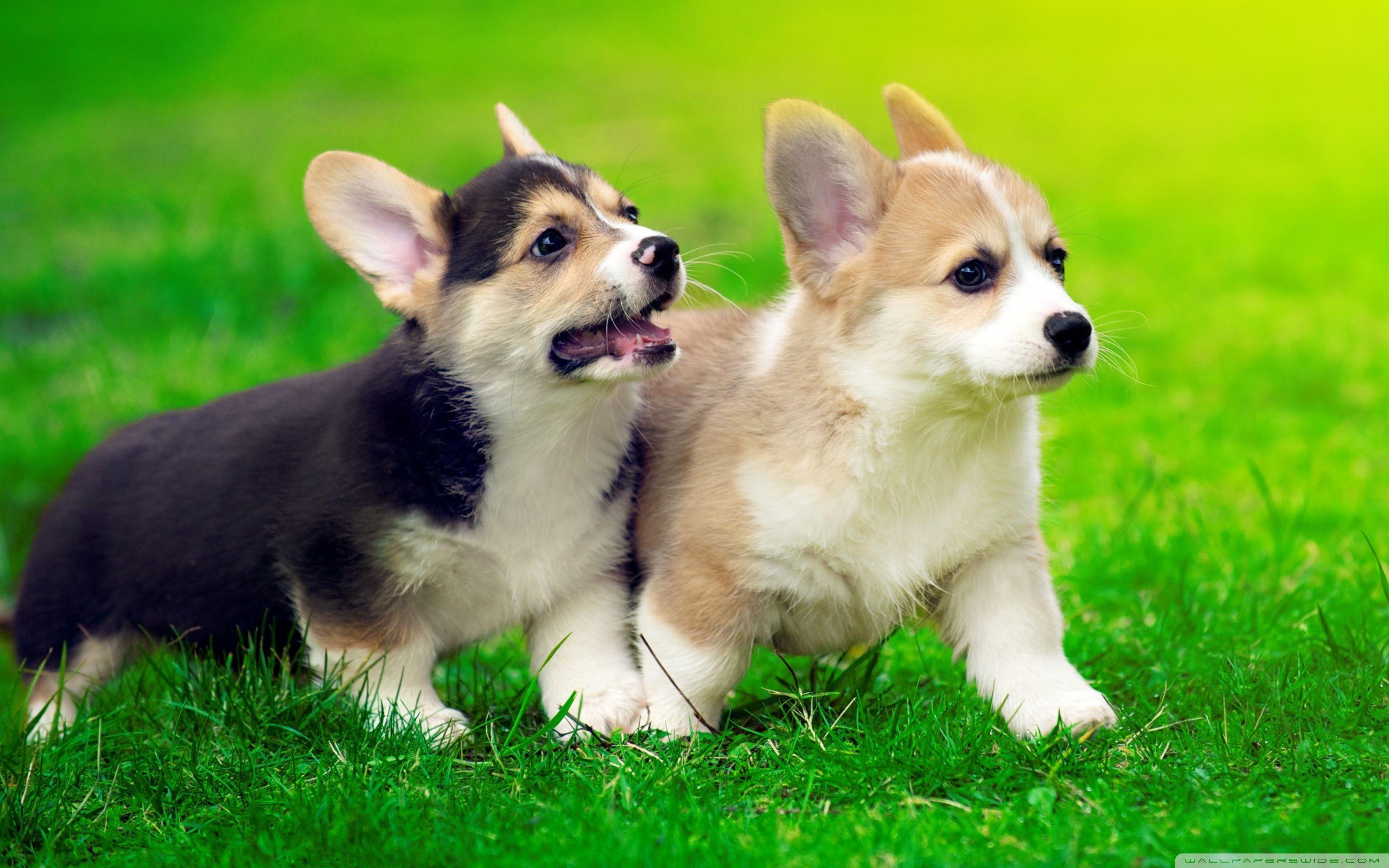 Aesthetic Corgi Wallpapers - Top Free Aesthetic Corgi Backgrounds ...