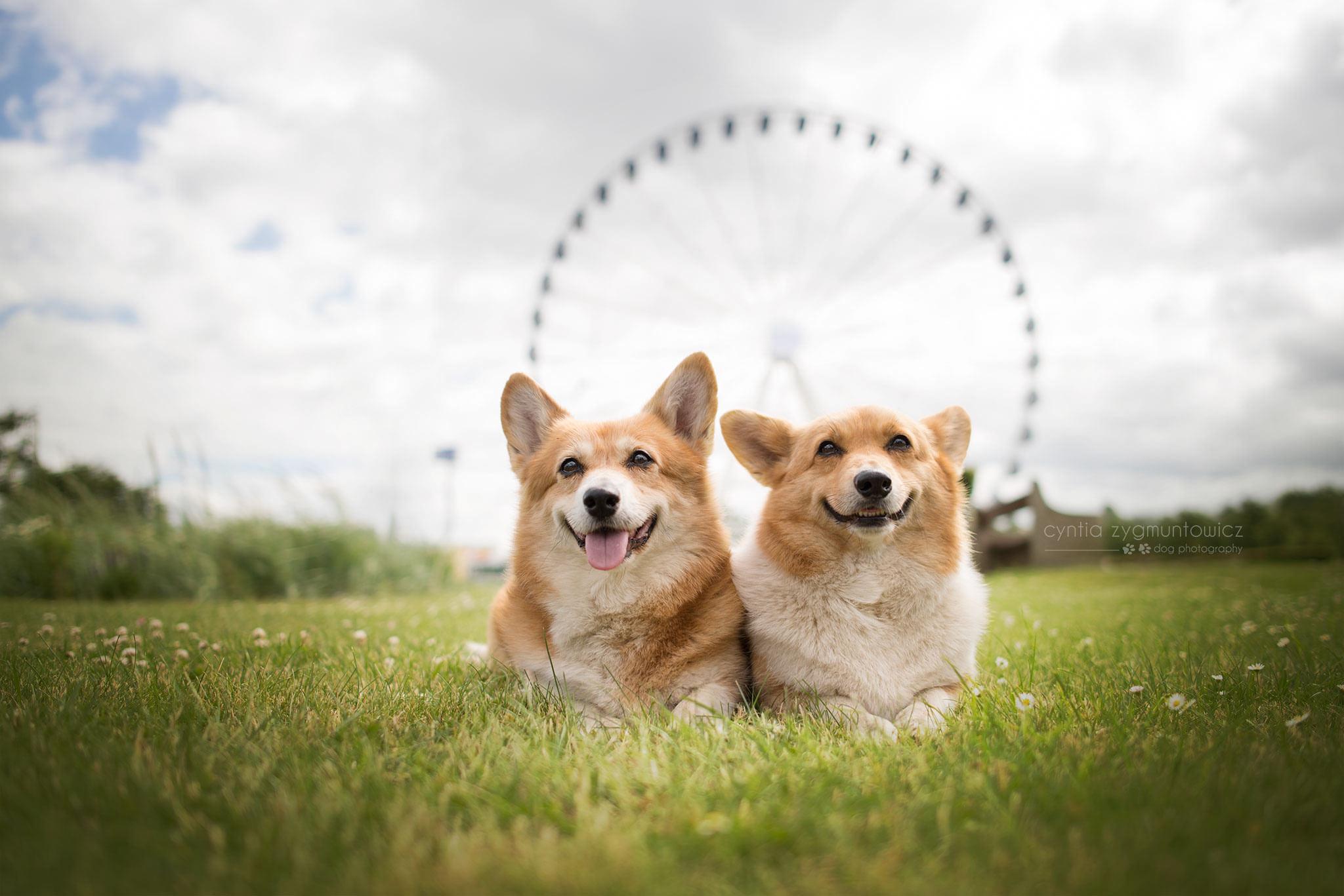 Aesthetic Corgi Wallpapers - Top Free Aesthetic Corgi Backgrounds - WallpaperAccess