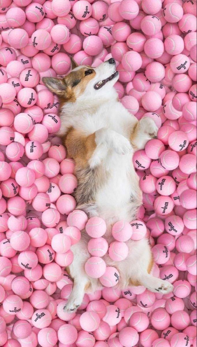 683x1200 Pink Corgi Wallpaper