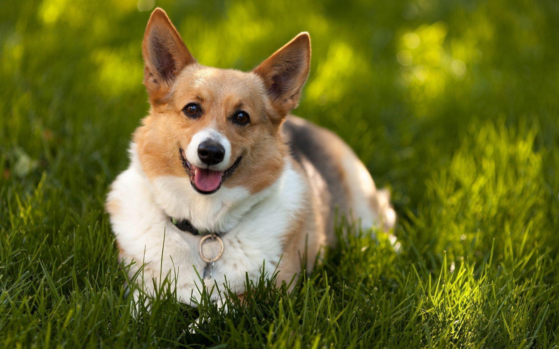 1920x1200 Free download Corgi Wallpaper [1920x1200] for your Desktop, Mobile & Tablet. Explore Corgi Wallpaper. Corgi Wallpaper for Computer, Corgi Puppies Wallpaper, Christmas Corgi Wallpaper