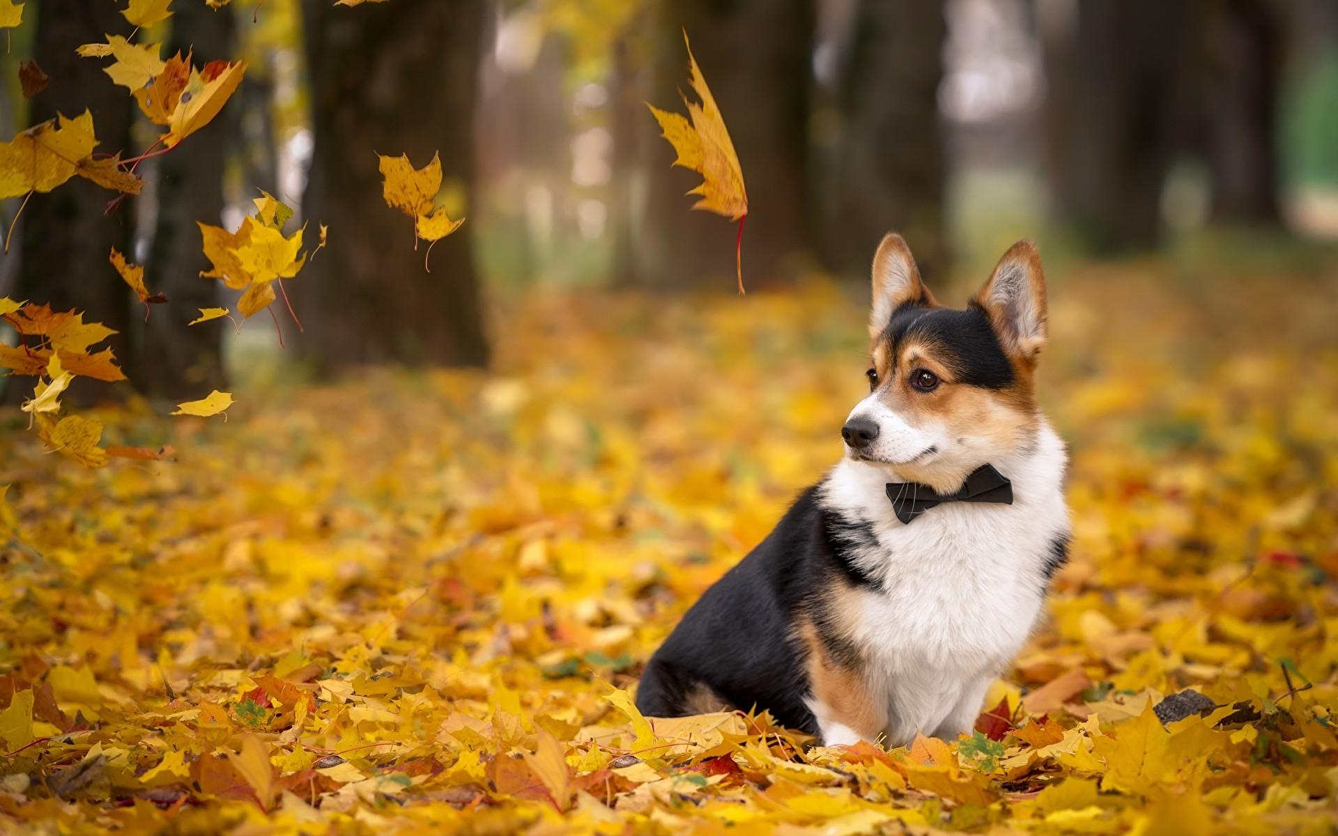 1920x1200 Corgi Background