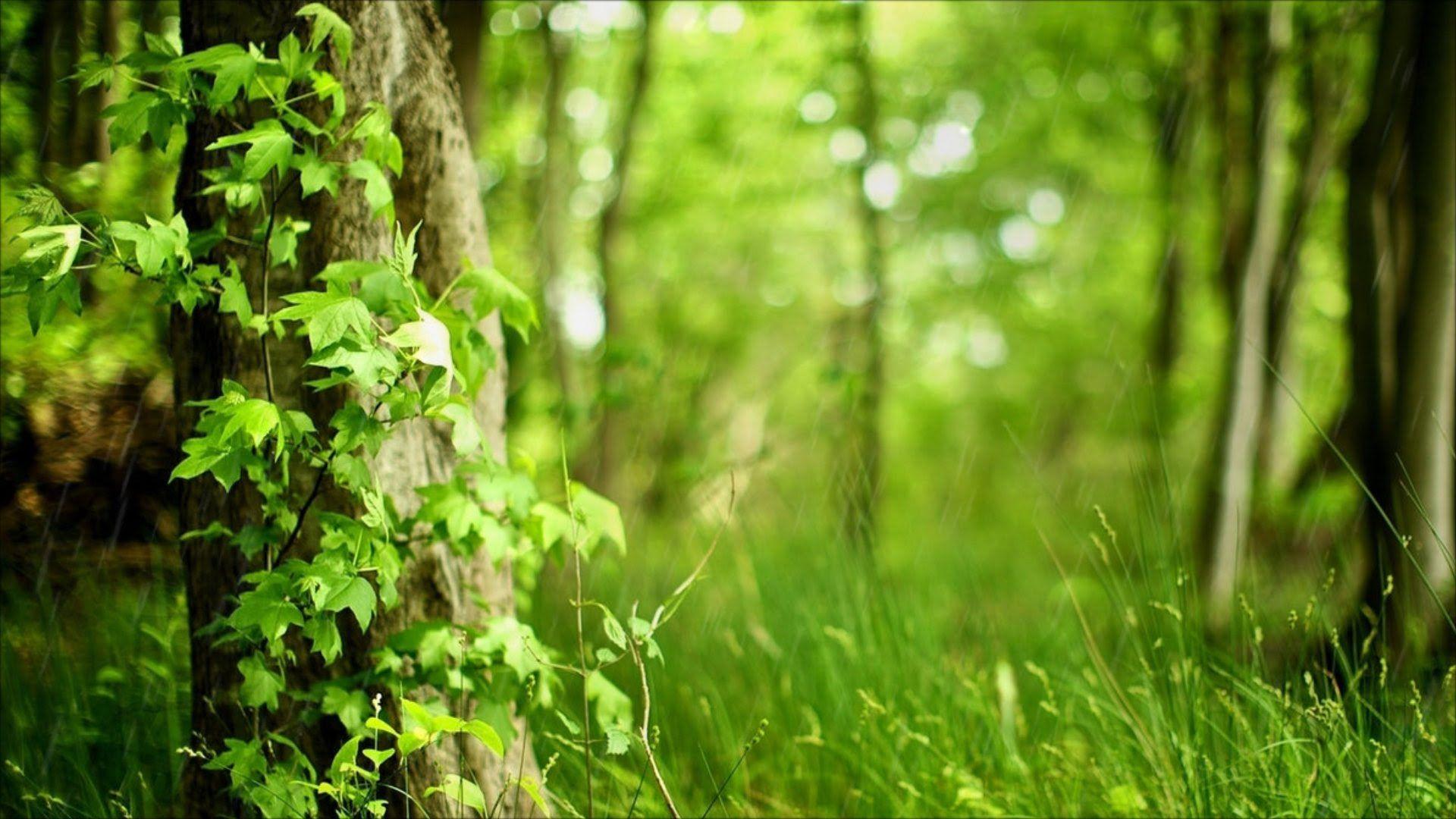 1920x1080 Rain Of Sadness Day Guitar HD 1080p. Forest wallpaper, Landscape scenery, Wallpaper landscape