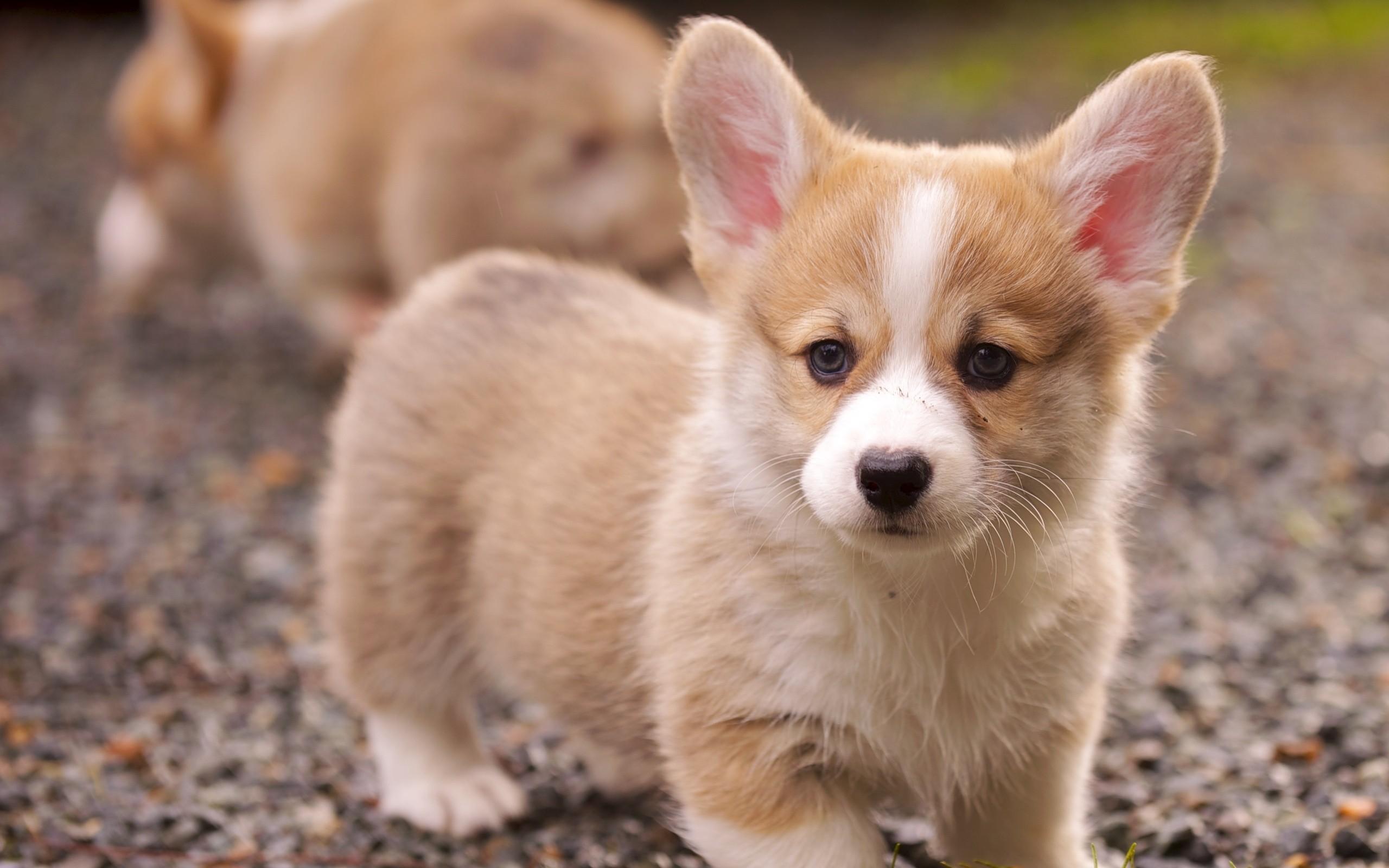2560x1600 Corgi Puppies wallpaperx1600