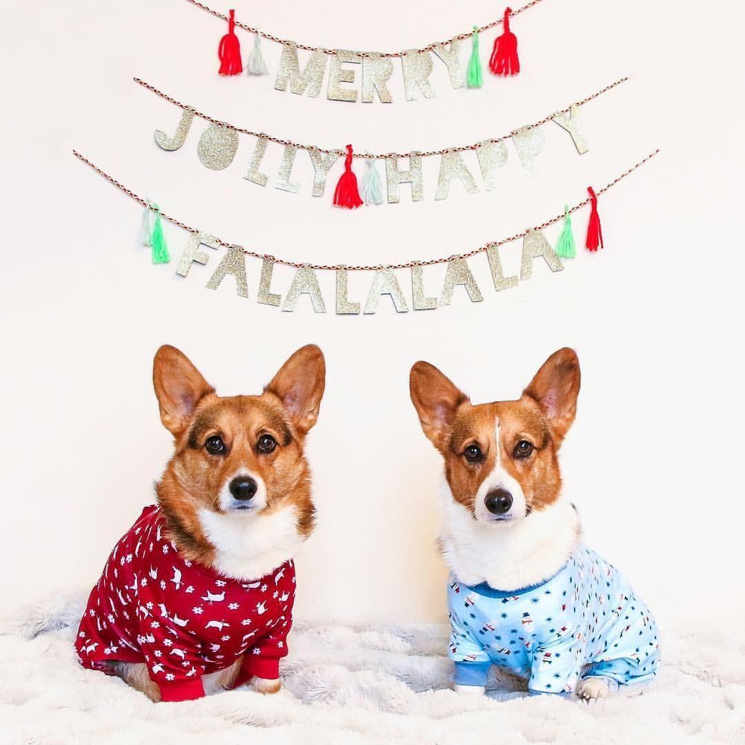 1080x1080 Pembroke Corgi Christmas Wallpaper, HD Pembroke Corgi Christmas Background