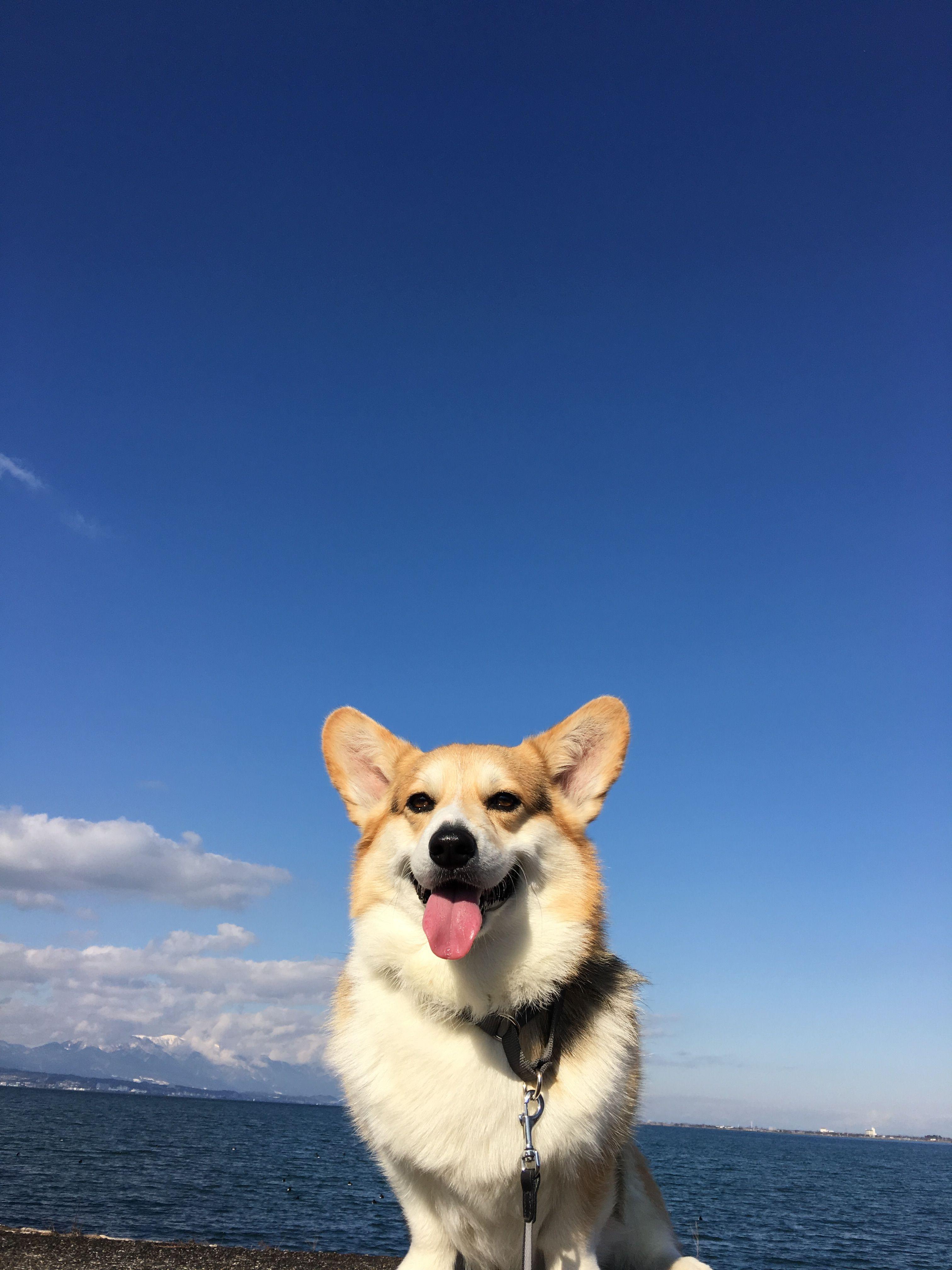 3024x4032 Cute Corgi Wallpaper