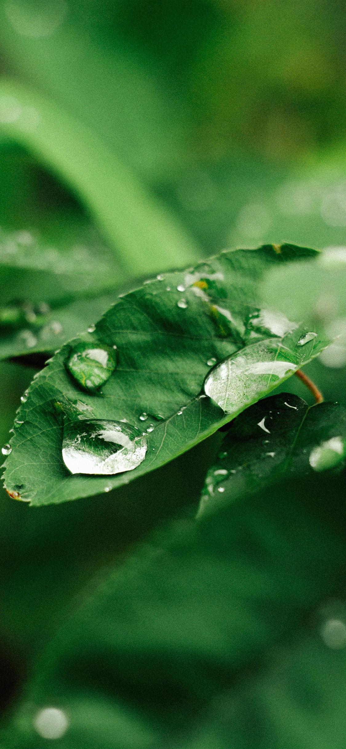 1125x2436 iPhone X wallpaper. leaf rain green nature forest