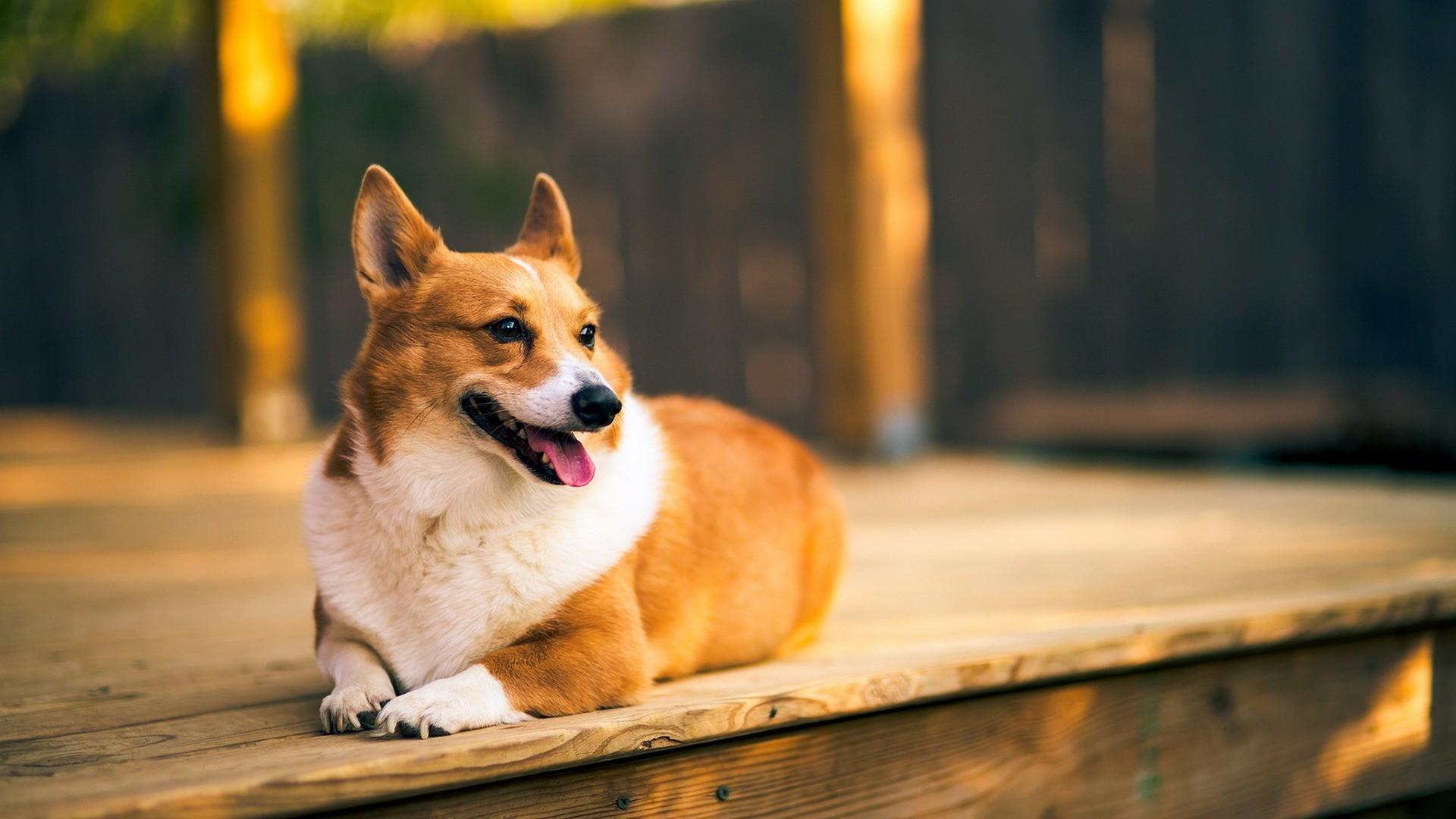 1920x1080 Free download Corgi Dog Animals Wooden Surface Wallpaper HD [1920x1080] for your Desktop, Mobile & Tablet. Explore Corgi Wallpaper. Corgi Wallpaper for Computer, Corgi Puppies Wallpaper, Christmas Corgi Wallpaper