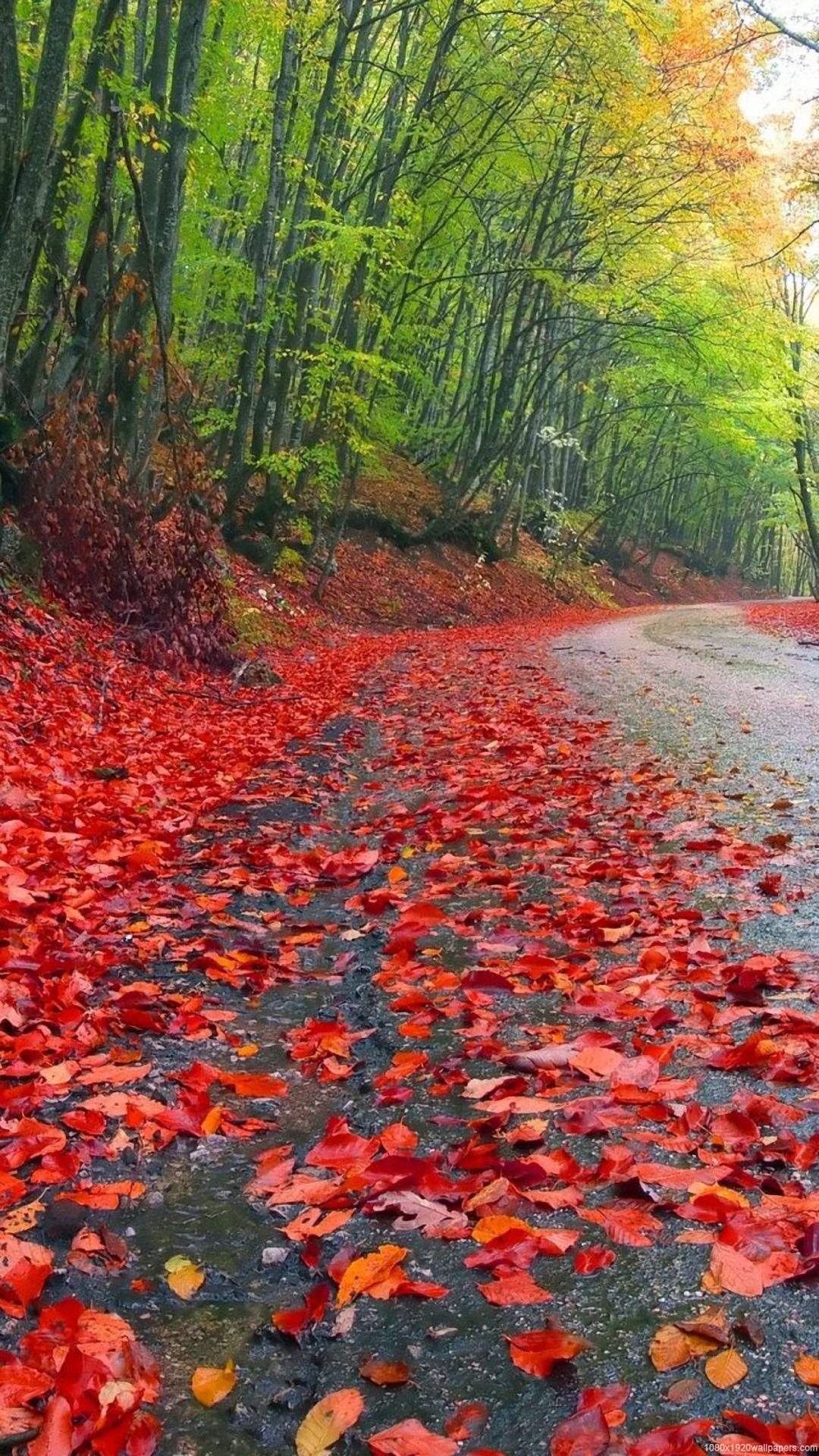 1080x1920 Tree Autumn Leaf Forest Rain Road Wallpaper HD Beautiful Nature Image HD HD Wallpaper