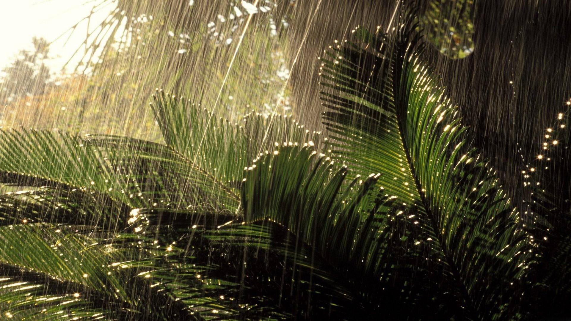 1920x1080 Tropical rain in Ecuador water drops over the plants