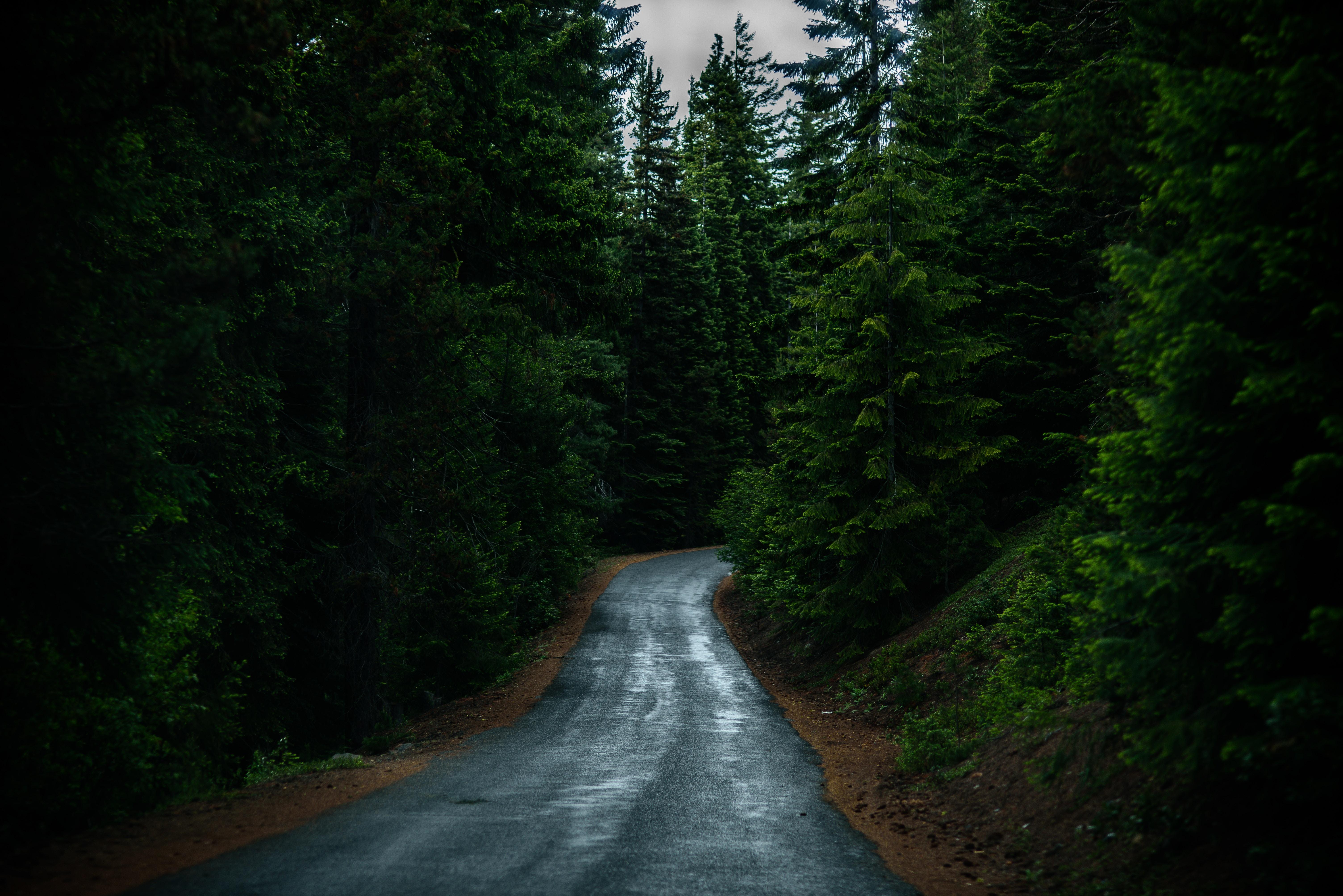 6016x4016 6016x4016 hill, path, woodland, rain, spruce, wood, Free image, road trip, pine tree, highway, forrest, road, forest, water, tree, bend, dark, oregon, journey, outdoors, pine. Mocah HD Wallpaper