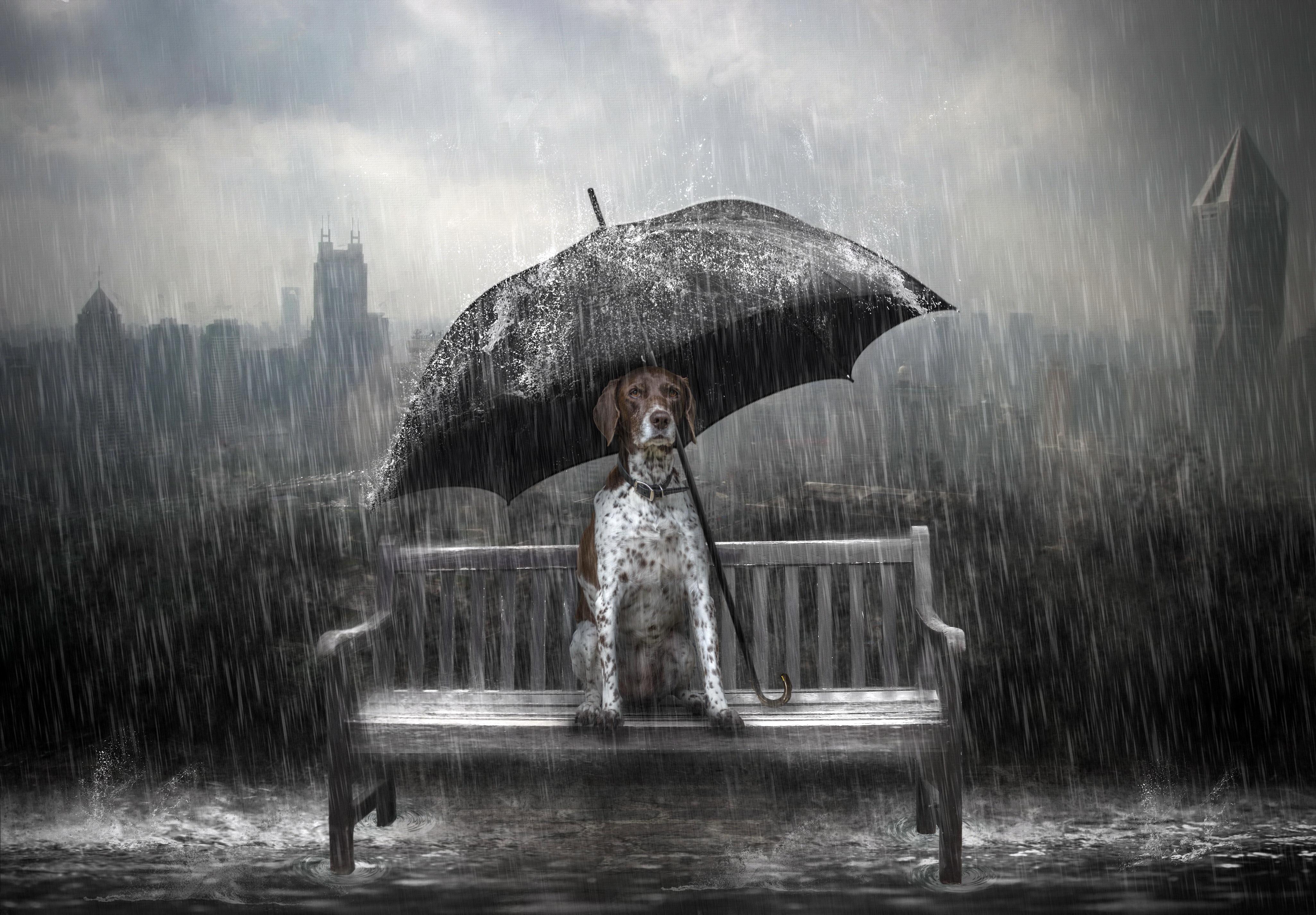 4102x2854 Dog Rain Umbrella Photo Manipulation 1366x768 Resolution HD 4k Wallpaper, Image, Background, Photo and Picture