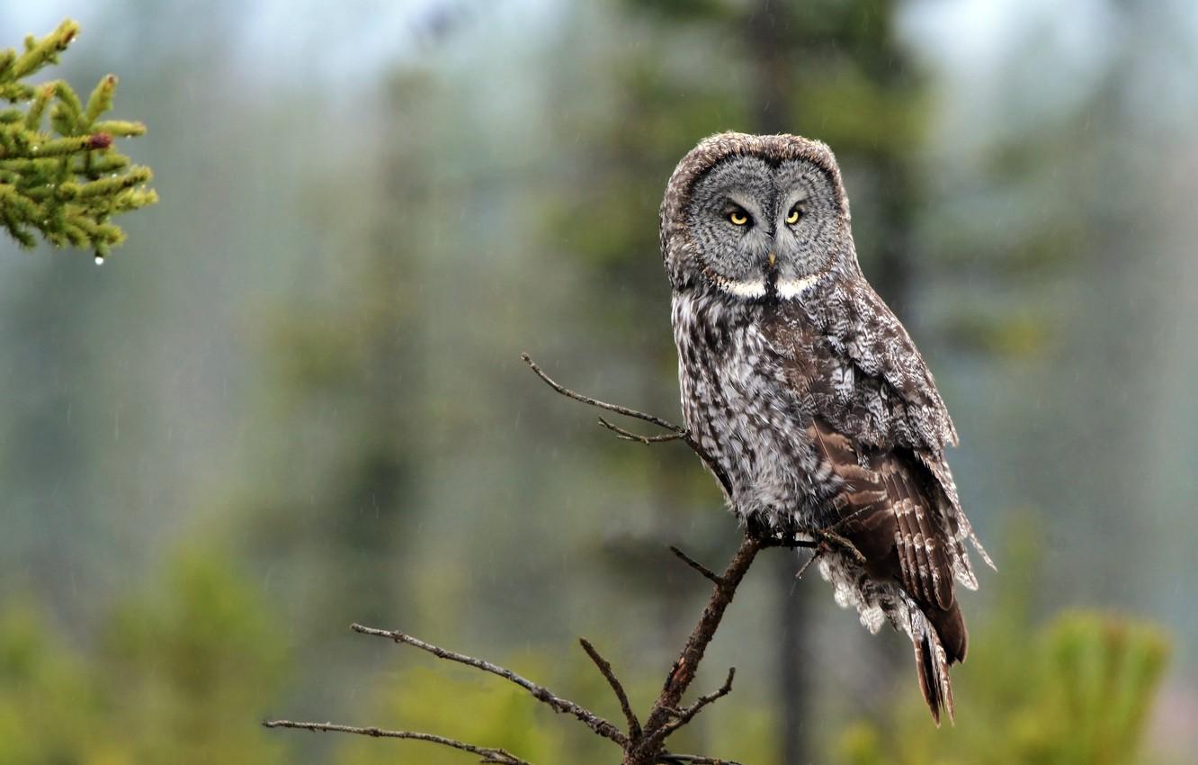 1332x850 Wallpaper the rain, forest, nature, background, rain, owl, bird, branch, beauty, needles, dripping, blurred, raindrops, owl, motley image for desktop, section животные