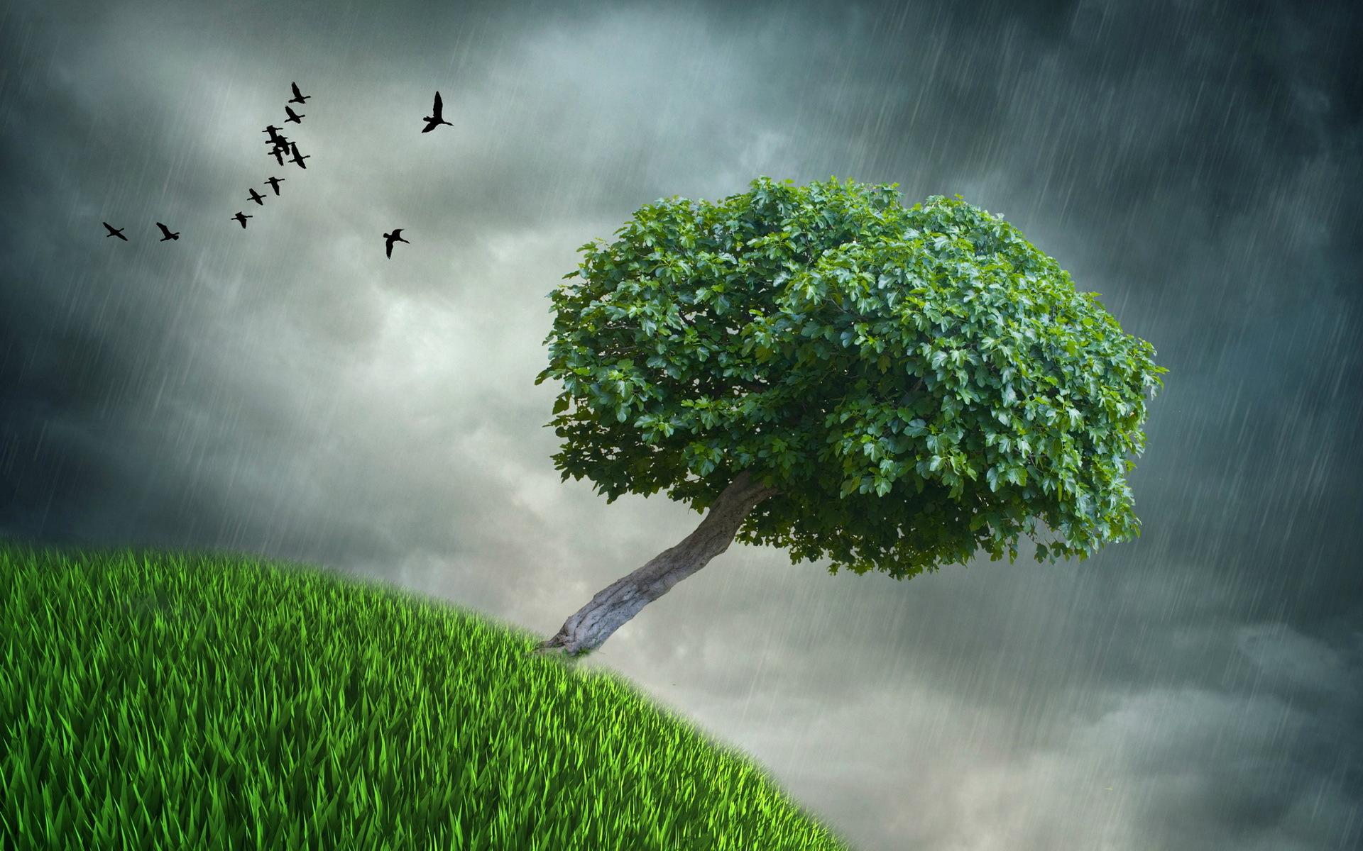 1920x1200 Rainy day green tree