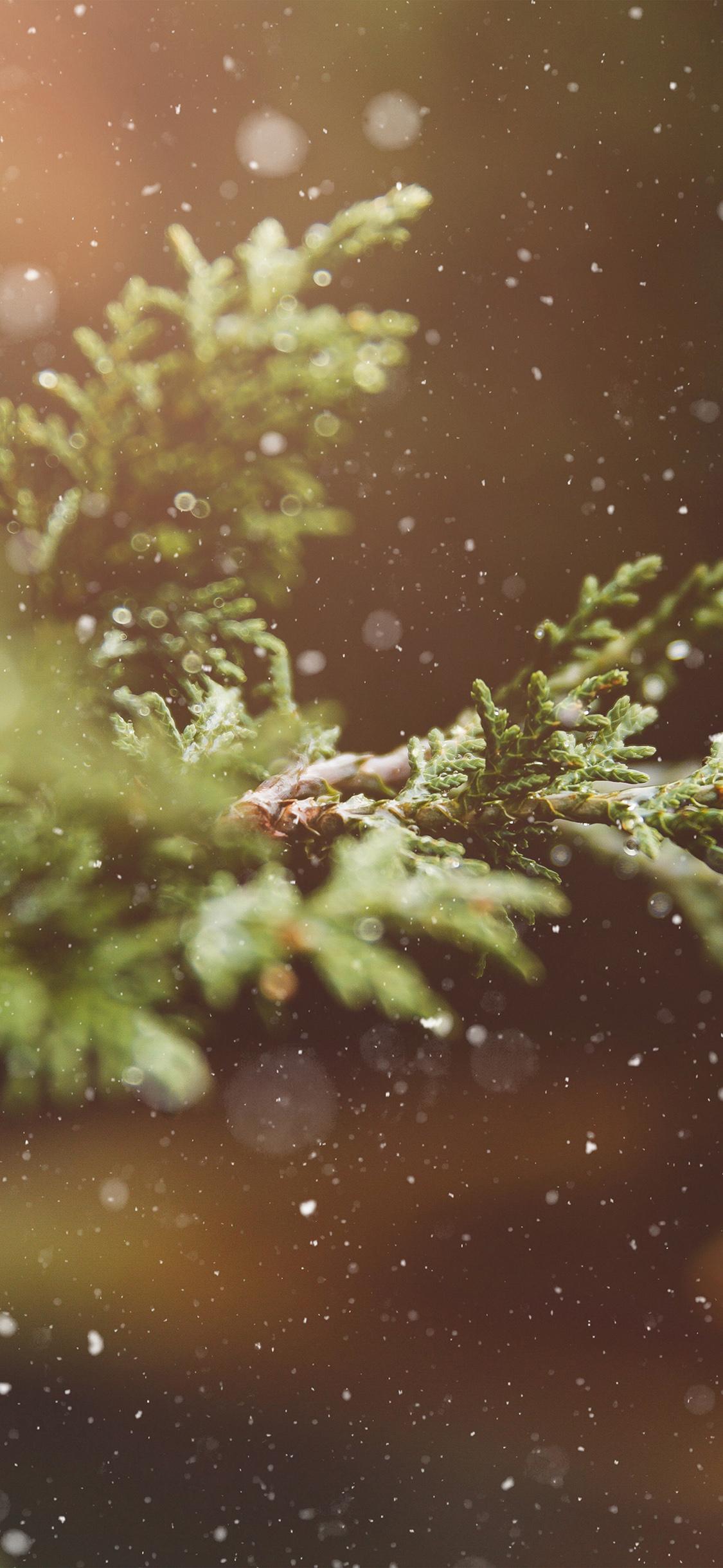 1125x2436 Rain Wood Bokeh Forest Nature Wallpaper