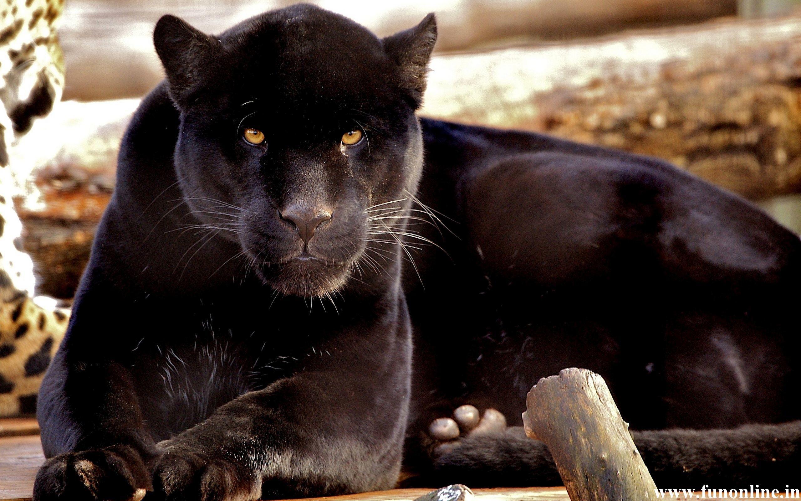 2560x1600 Black Leopard