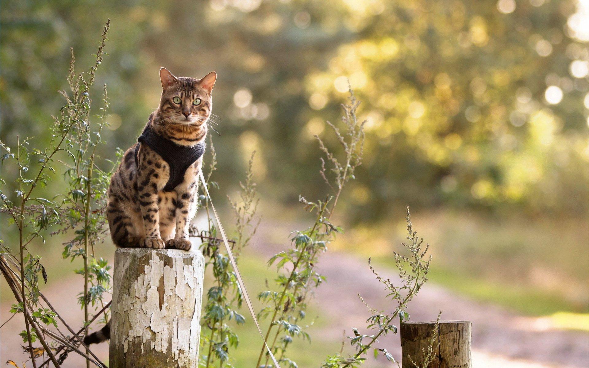 1920x1200 nature, Eyes, Cat Wallpaper HD / Desktop and Mobile Background