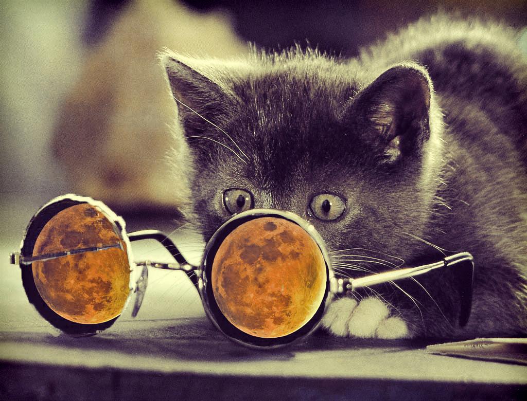 1024x780 Free download Cool Cat Nature Wallpaper 1024x780 iWallHD Wallpaper HD [1024x780] for your Desktop, Mobile & Tablet. Explore Cool Cat Background. Cool Desktop Wallpaper, Kitten Wallpaper Free Download, Xxlrg