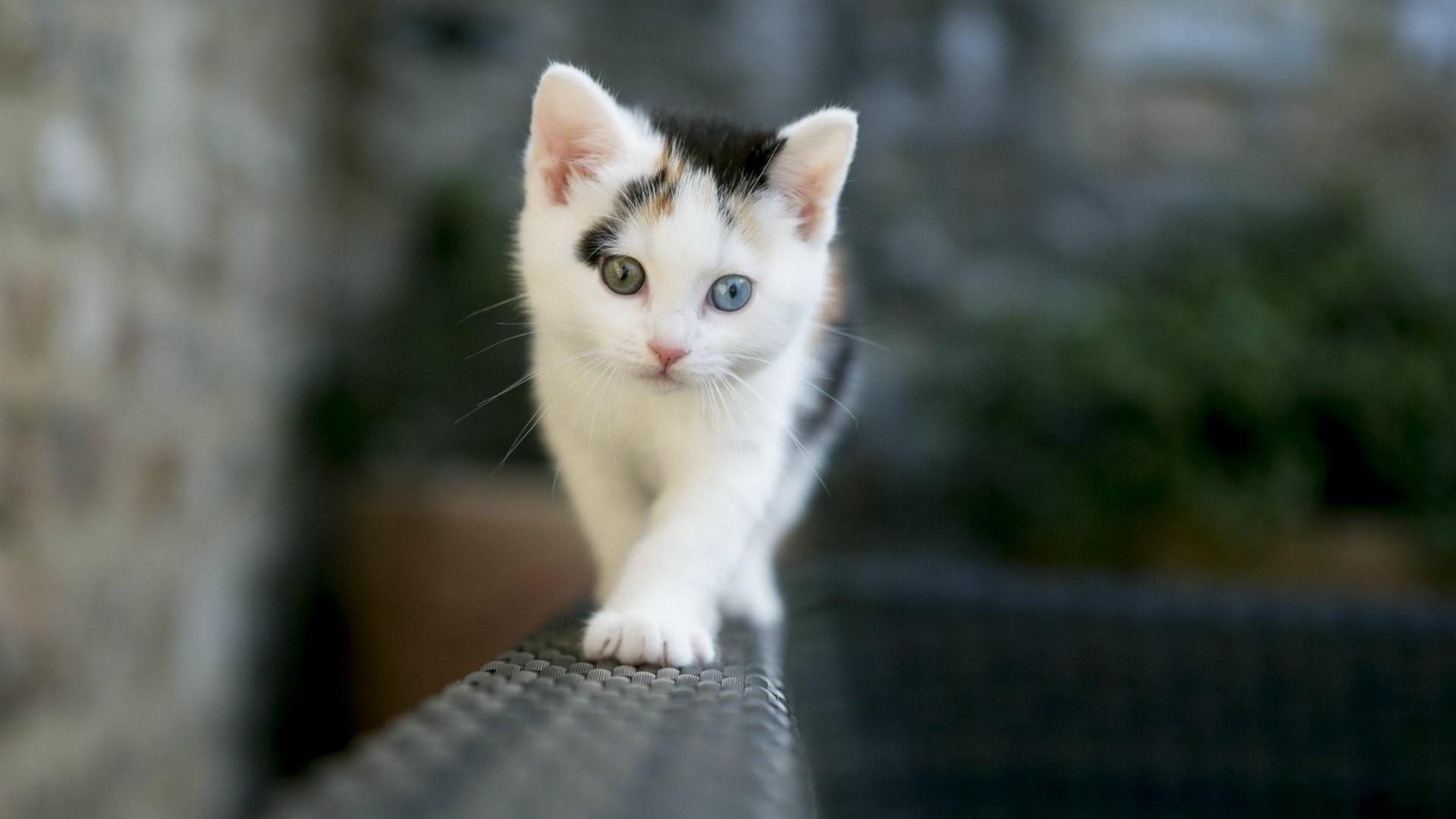 1920x1080 Anime Cute Black Kittens