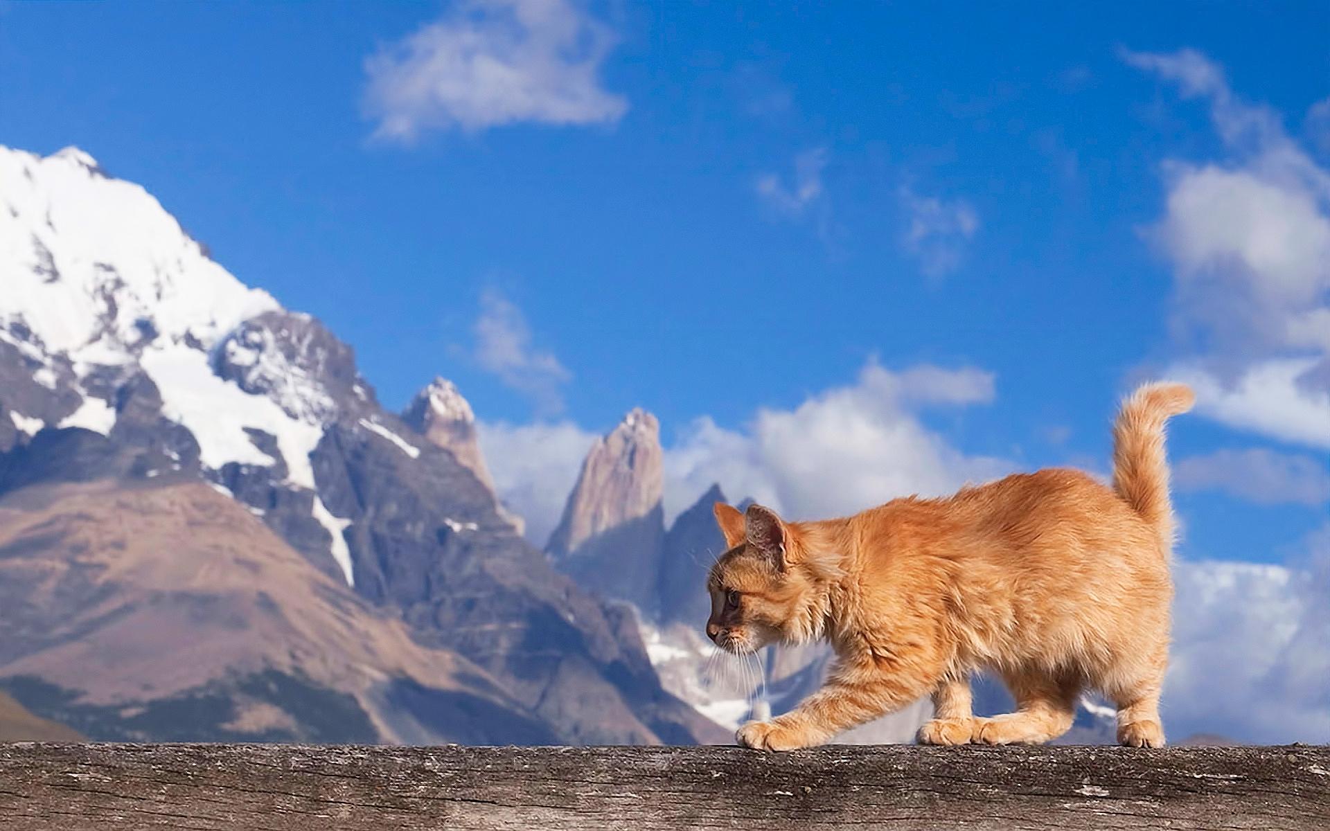 1920x1200 Maine coon cat nature
