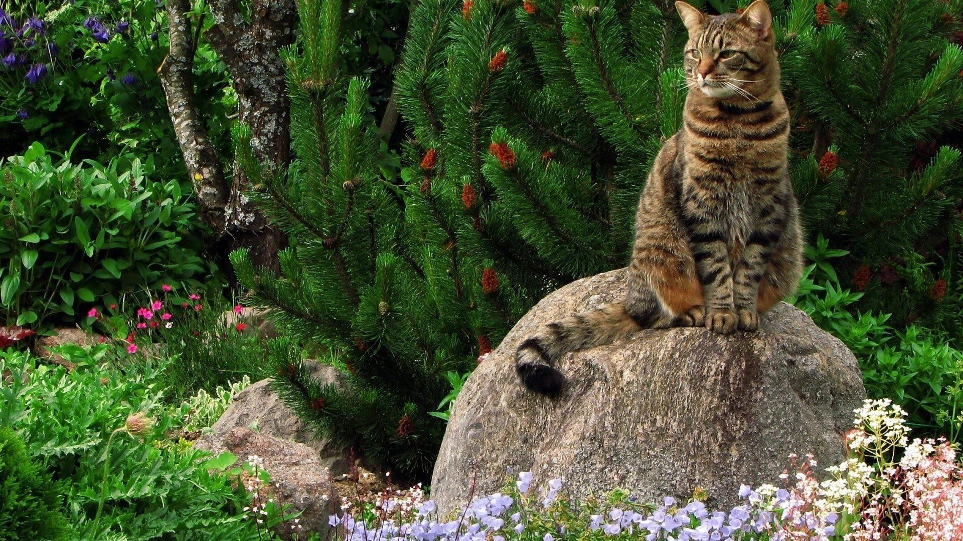 1920x1080 Animal Nature