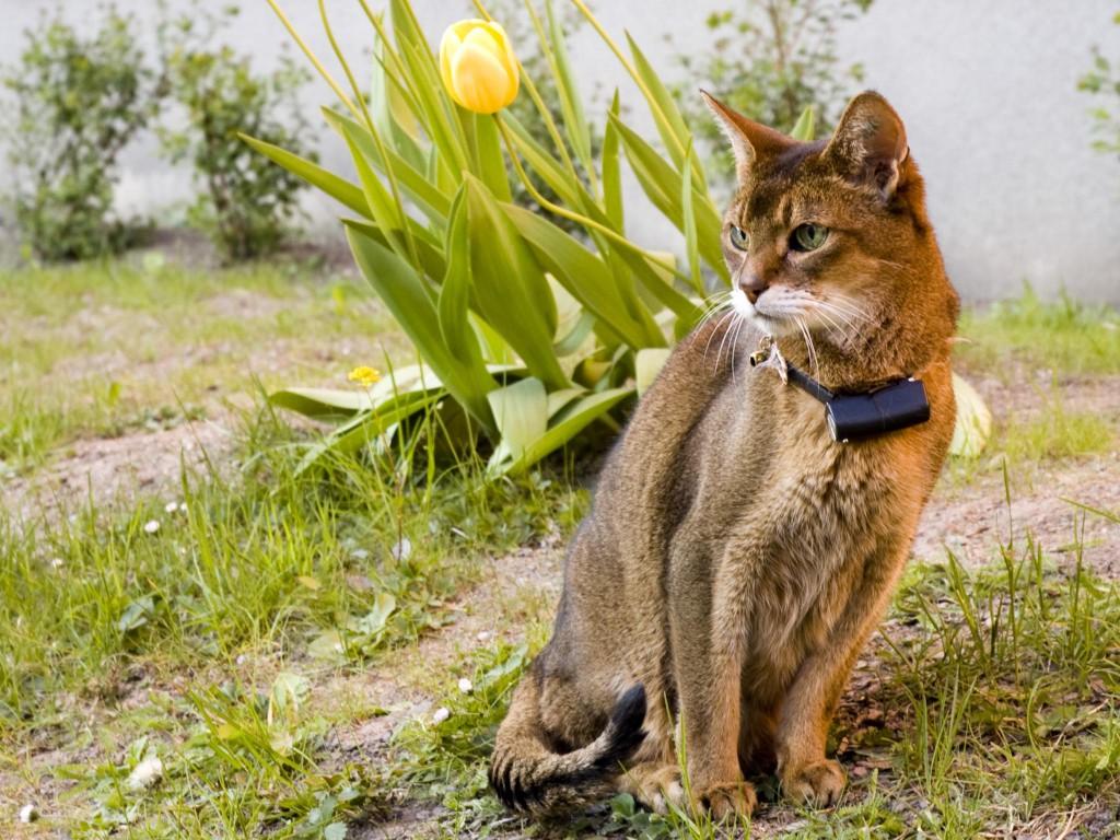 1024x768 Abyssinian in the nature photo and wallpaper. Beautiful Abyssinian in the nature picture