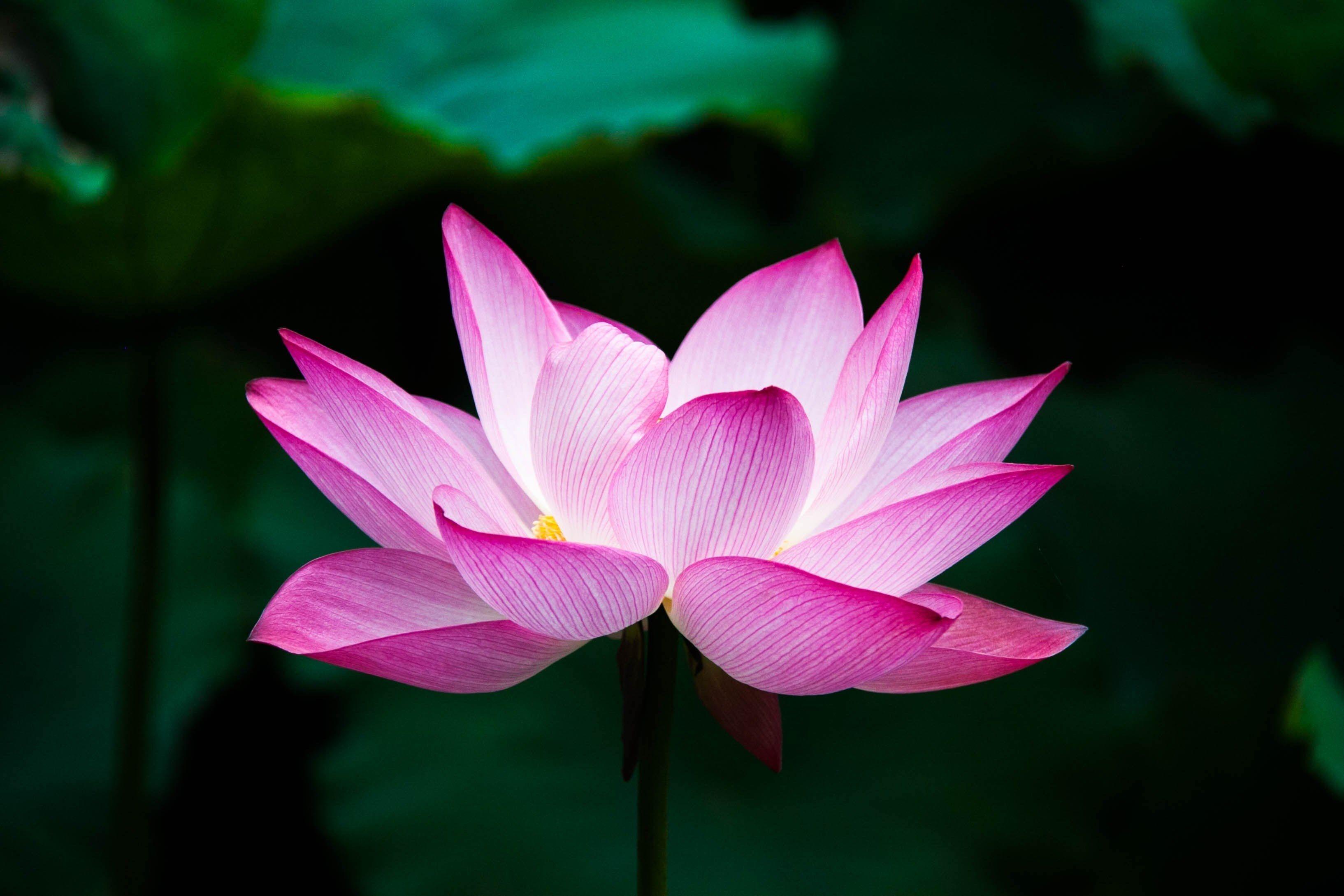 3267x2178 lotus #flower #summer #zen #lake #nature #pink #china wallpaper