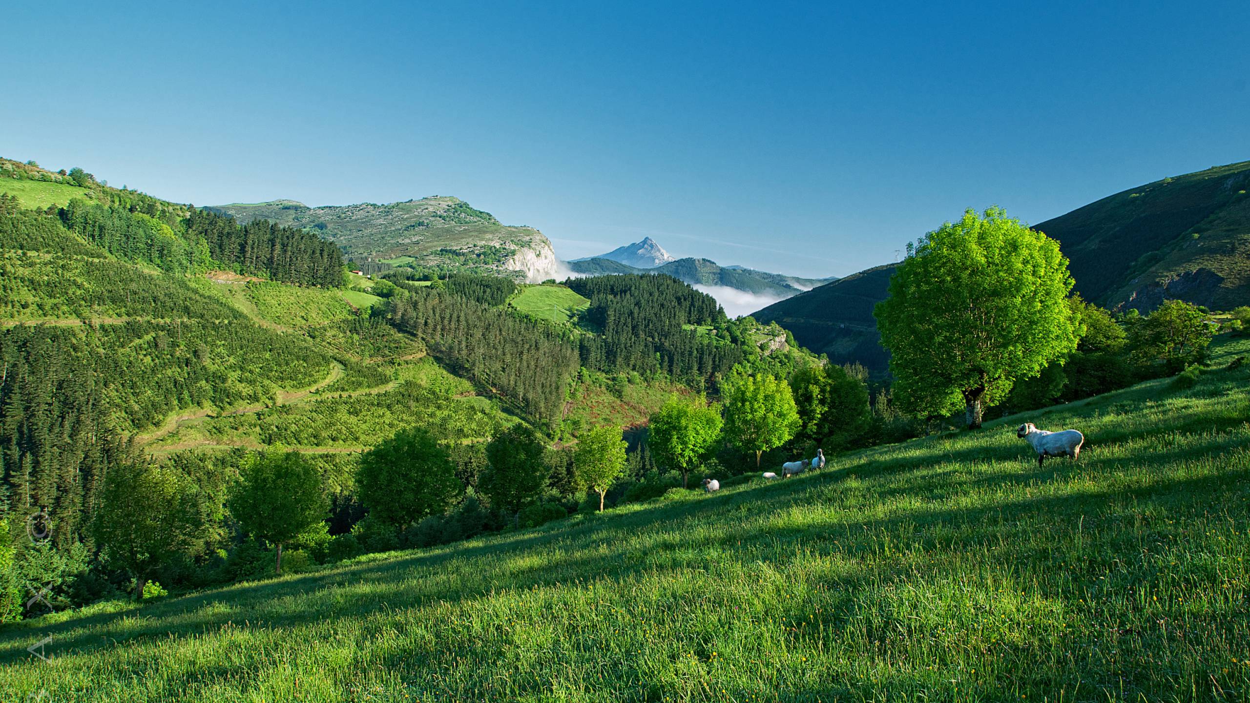 Hillside Wallpapers Top Free Hillside Backgrounds WallpaperAccess