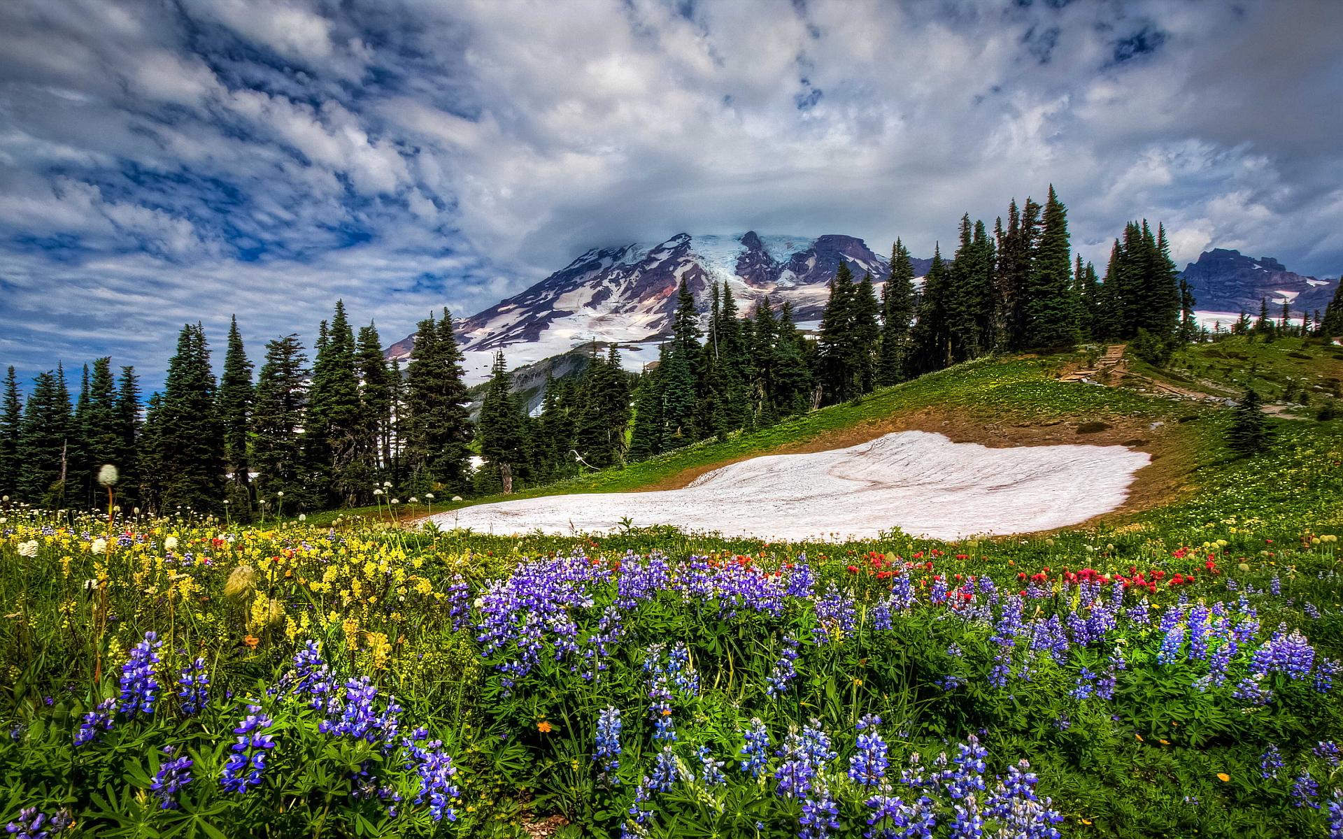 1920x1200 Mountain wildflowers wallpaperx1200