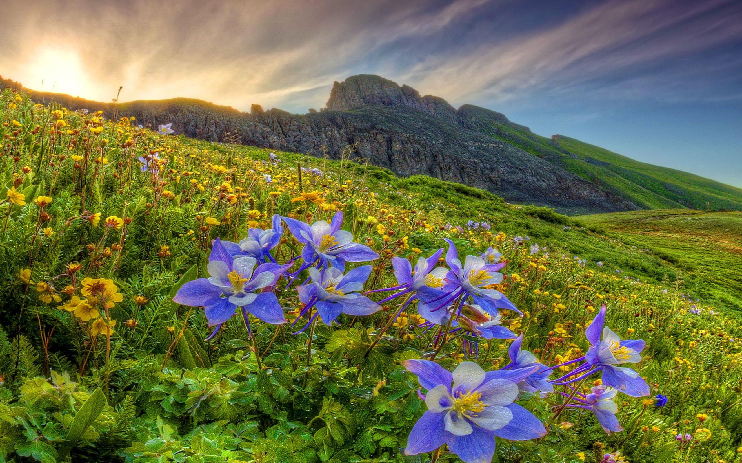 2560x1600 Mountain Wildflowers Desktop Background 600560 :