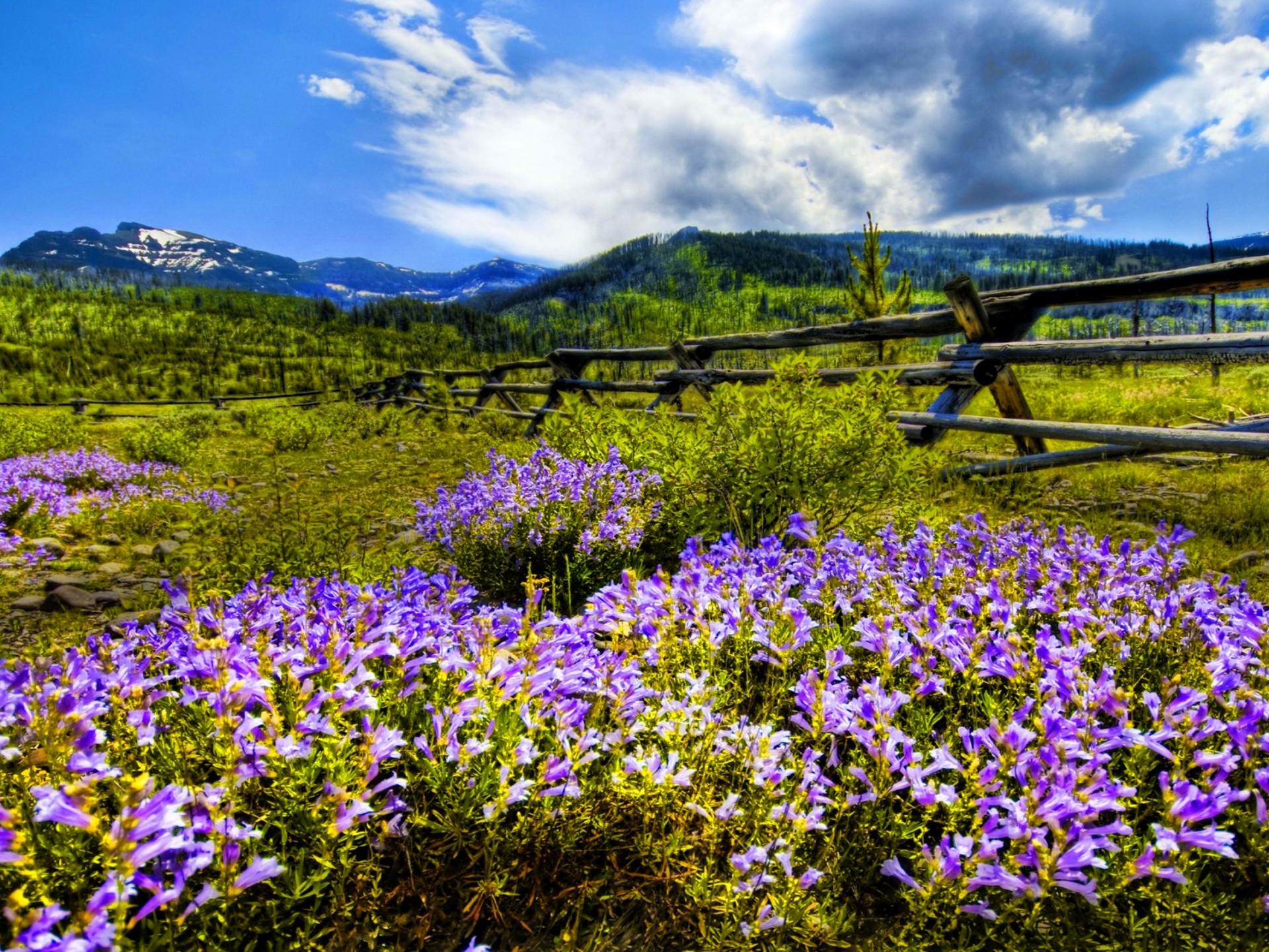 Mountain Wildflowers Wallpapers Top Free Mountain Wildflowers