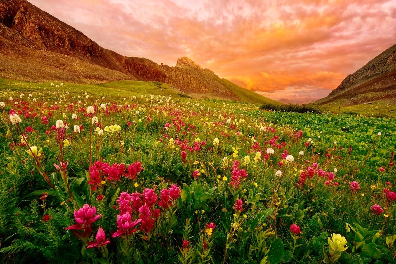 1500x1001 Mountain Wildflowers Wallpaper and Background Imagex1001
