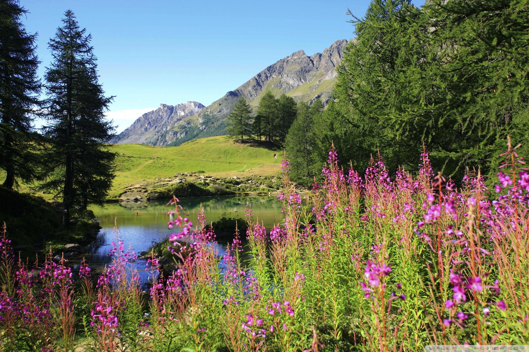 2000x1333 Mountain Wildflowers Field 4 Ultra HD Desktop Background Wallpaper for : Widescreen & UltraWide Desktop & Laptop : Tablet
