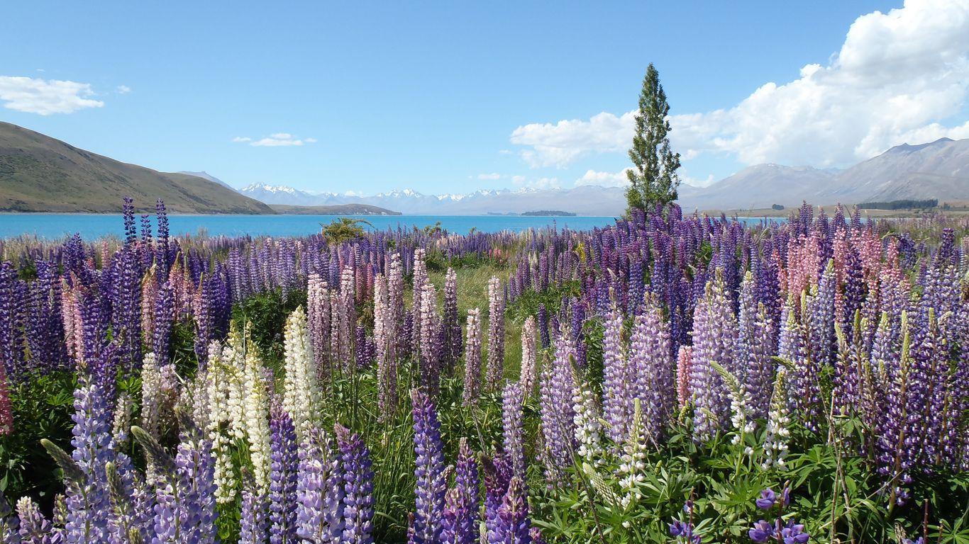 1366x768 Download wallpaper 1366x768 wildflowers, field, mountain tablet, laptop HD background