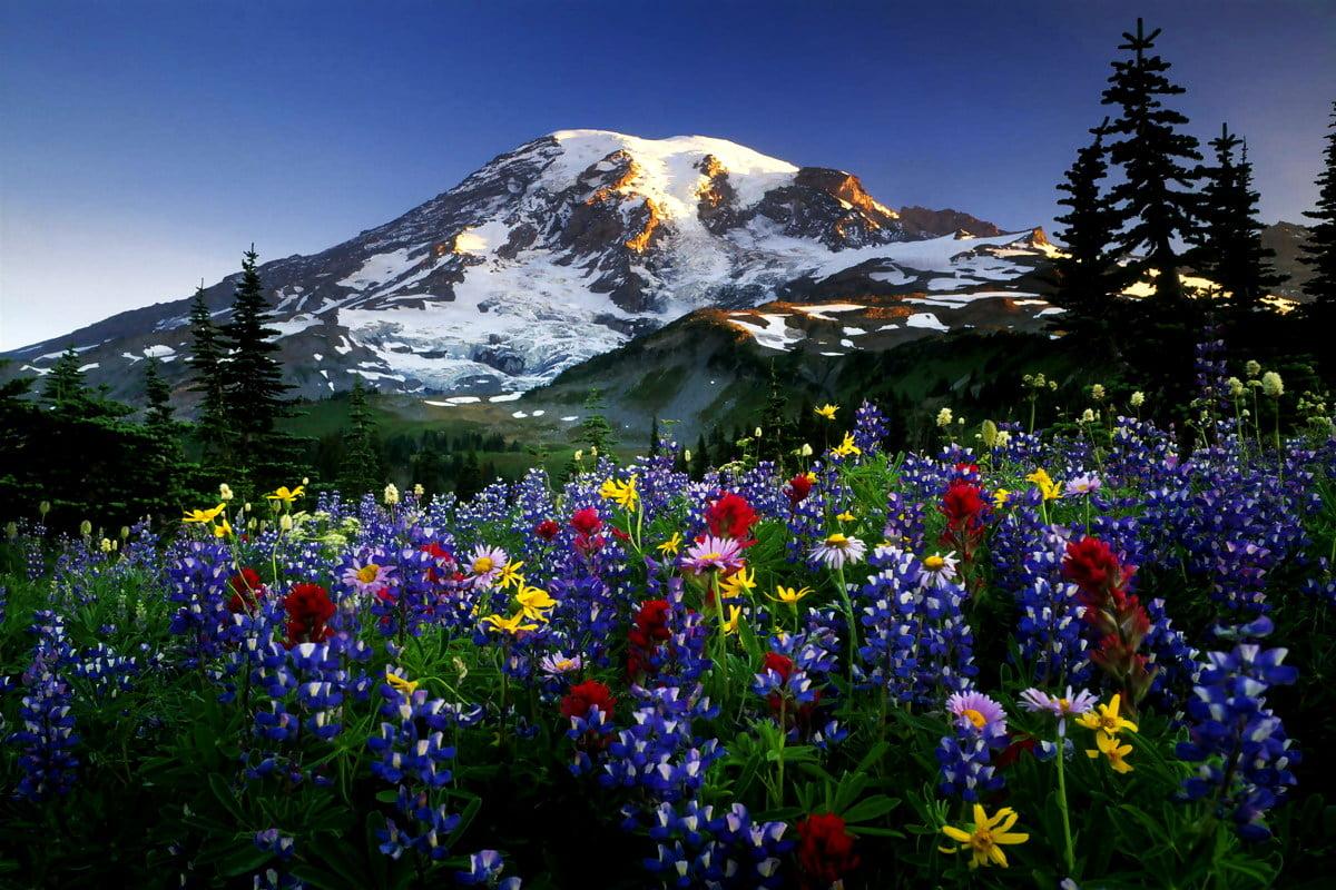 1200x800 Mountains, Nature, Meadow background. FREE Download picture