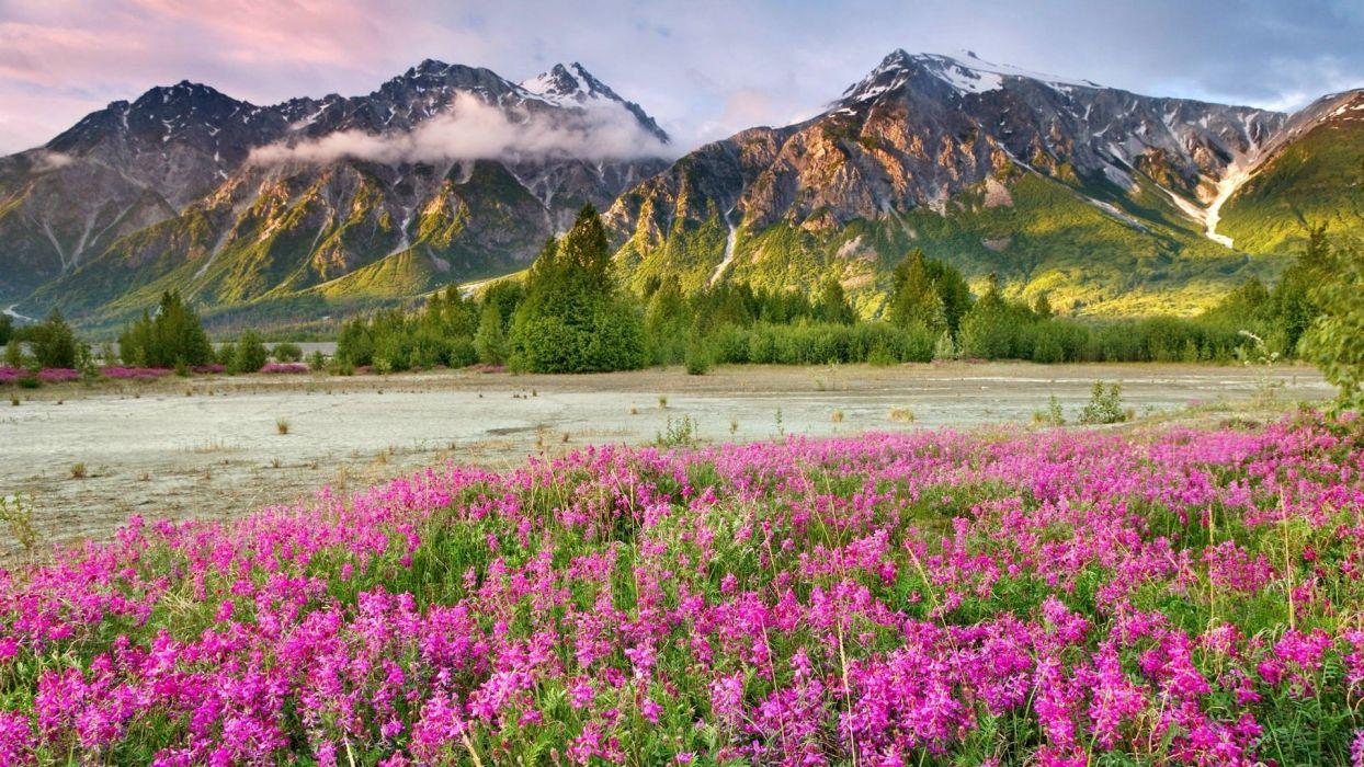 1244x700 Mountains landscapes nature Canada British Columbia land pink flowers wildflowers wallpaperx1080