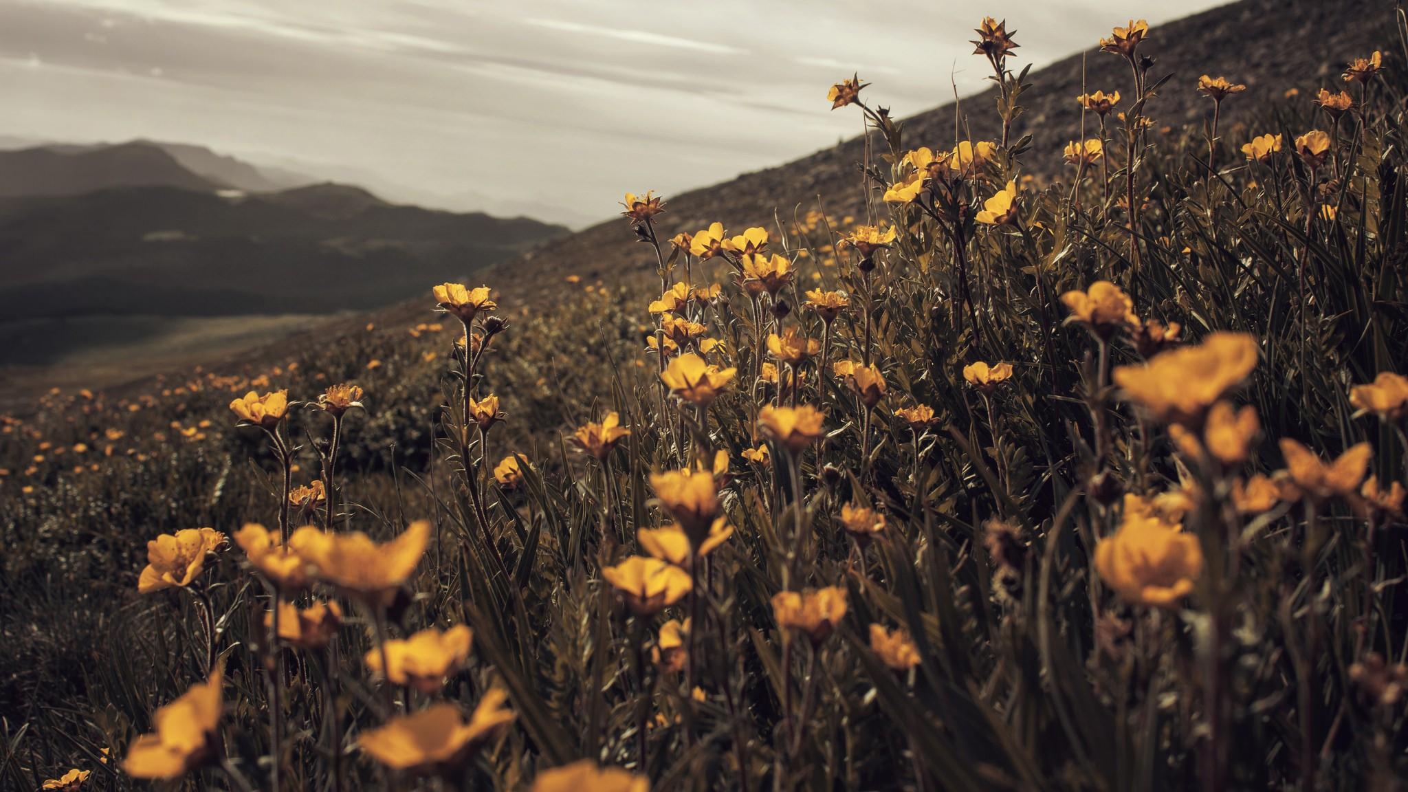 2048x1152 #summer, #mountains, #nature, #plants, #wilderness, #wildflowers, #overcast, #field, #landscape, #depth of field, #yellow flowers, #flowers, #Photoshop, #macro, wallpaper. Mocah HD Wallpaper