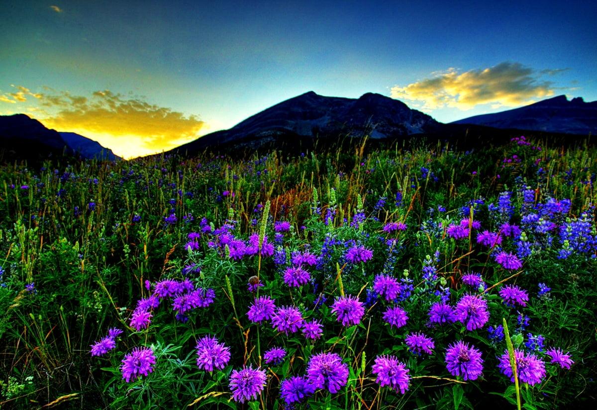 1200x825 Background image Nature, Flowers, Mountains. TOP Free image