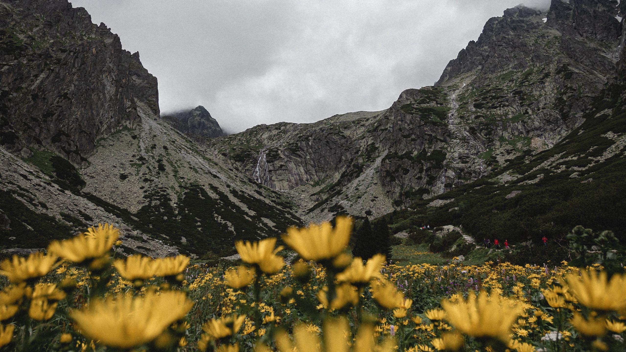 2560x1440 Download wallpaper 2560x1440 mountains, rocks, flowers, yellow, wildflowers widescreen 16:9 HD background