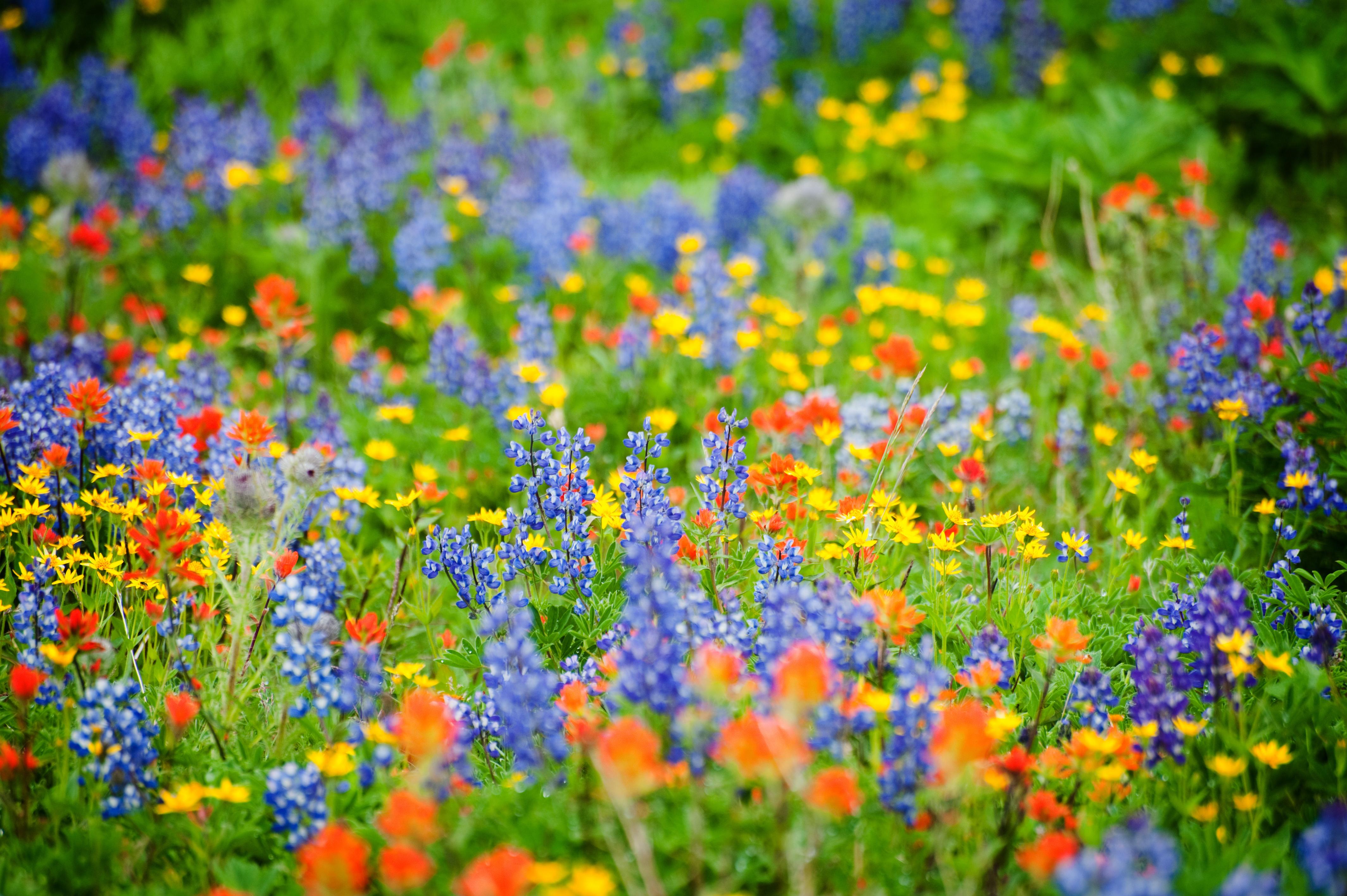 4256x2832 Wildflowers Desktop Wallpaper