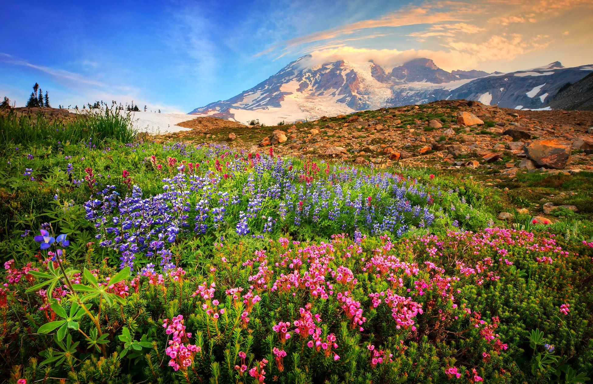 1950x1262 Title Mountain Wildflowers Earth Flower Flowers On Spring Mountains HD Wallpaper