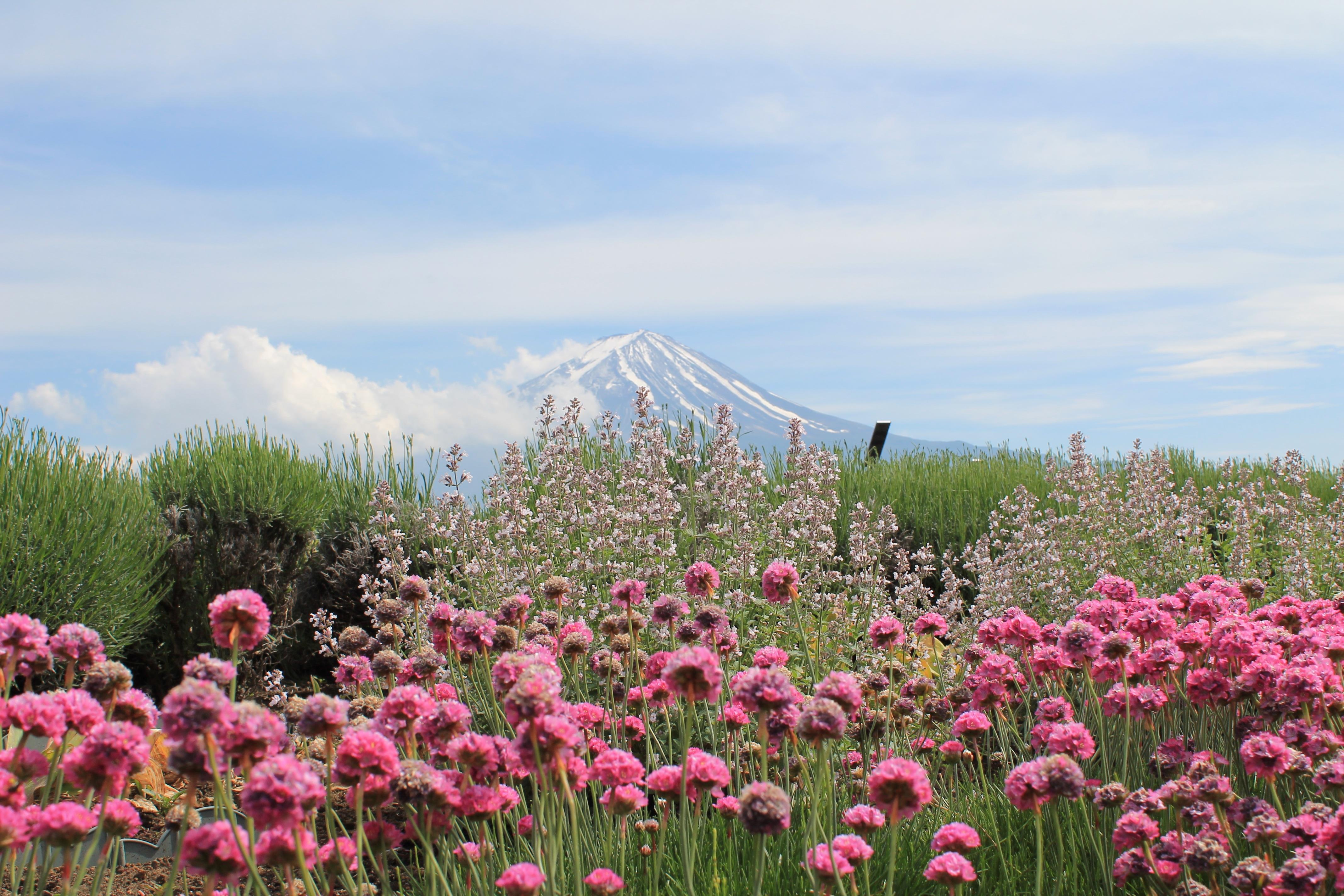 4272x2848 Free Image : nature, grass, blossom, mountain, sky, field, farm, meadow, prairie, flower, park, asia, japan, flora, wildflower, mount fuji, wild flowers, grassland, shrub, wallpaper, spring flowers, fujisan, rural area, flowering plant