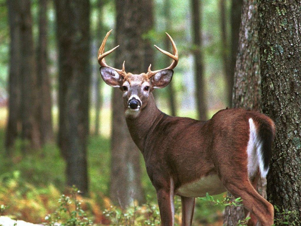 1024x768 Image result for BEST BUCK PICTURES FOR COVER PHOTOS FACEBOOK. Whitetail deer, Animals, Funny deer