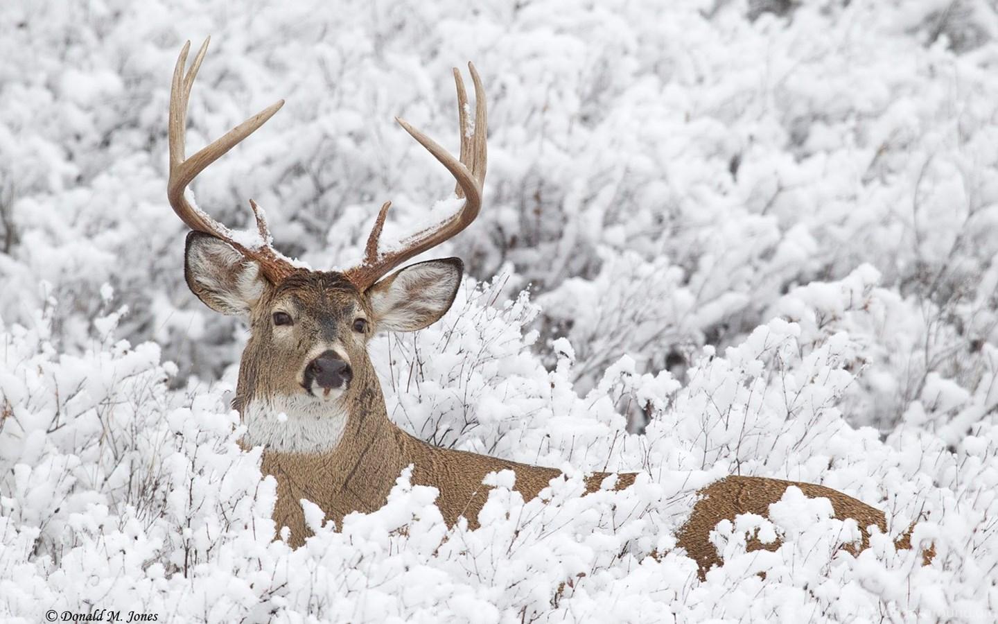 1440x900 Whitetail Deer HD Wallpaper Desktop Background