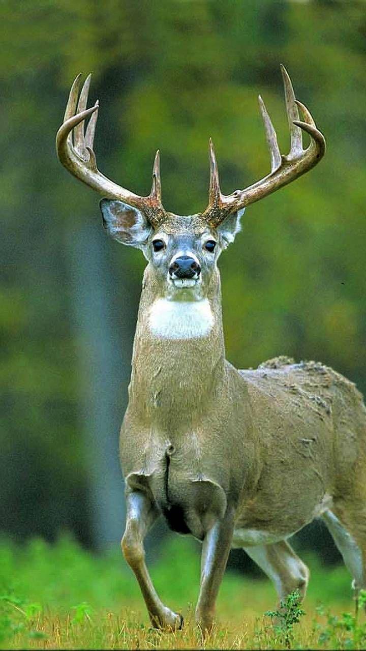 720x1280 Download Deer wallpaper by DLJunkie now. Browse millions of popular deer Wallpaper and Ringtones on. Deer wallpaper, Deer wallpaper, Deer