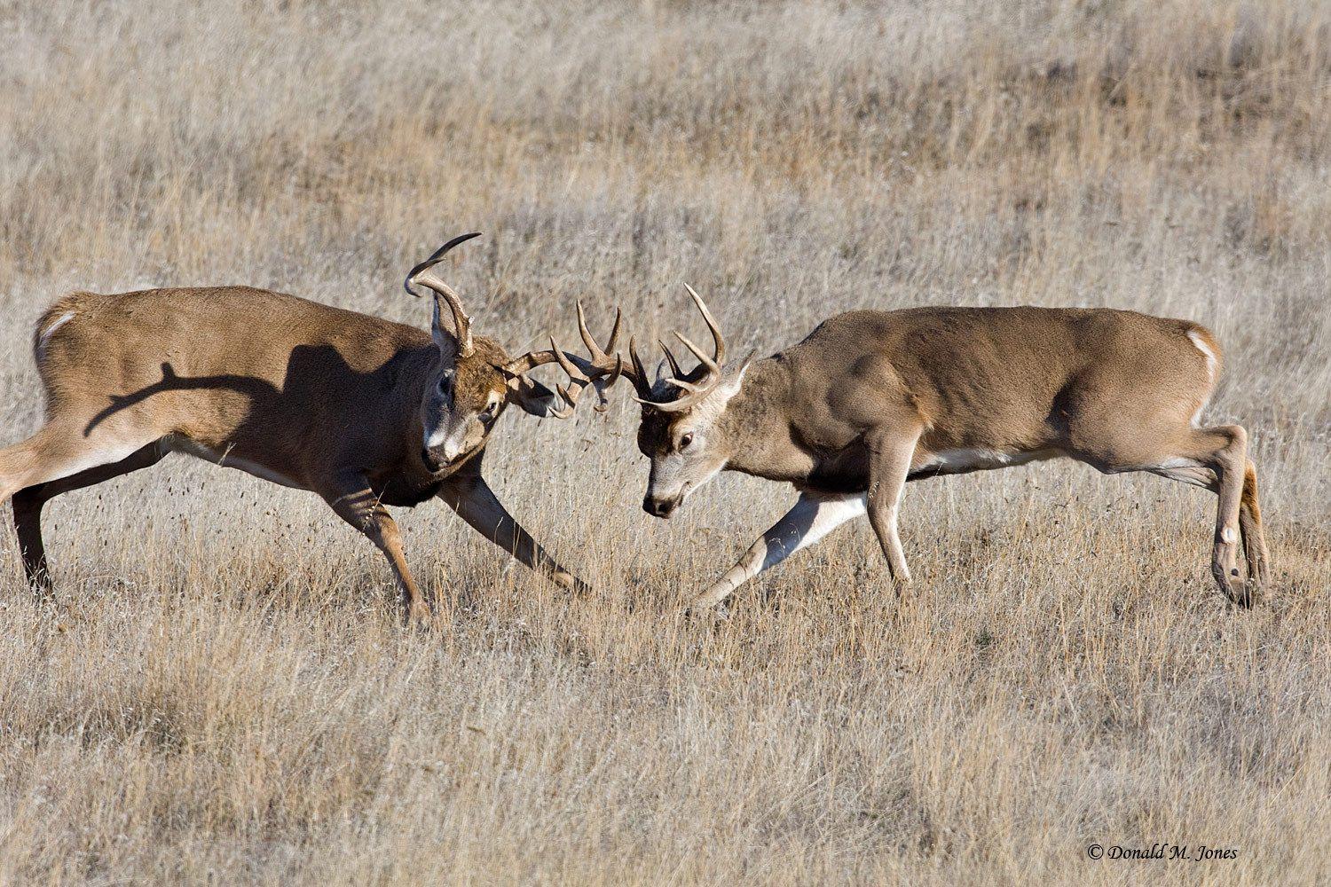 1500x1000 Whitetail Deer Wallpaper