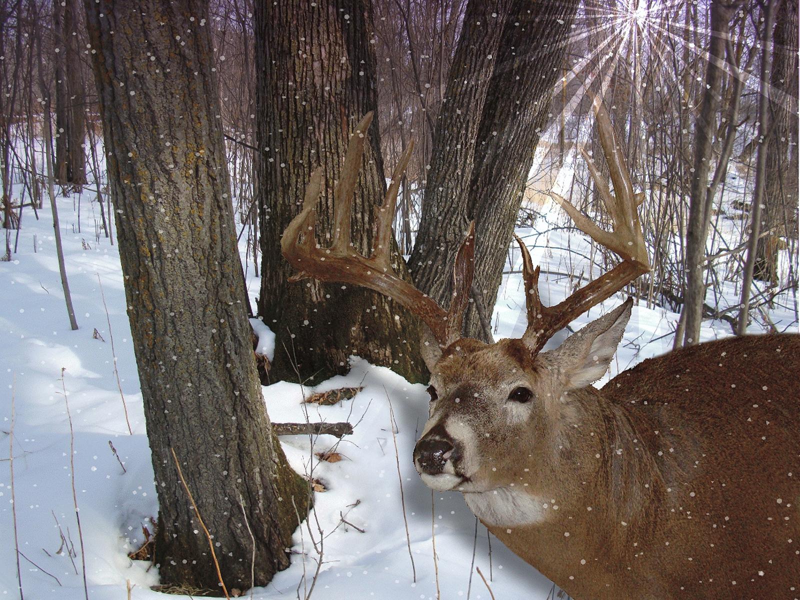 1600x1200 Free Whitetail Deer Wallpaper