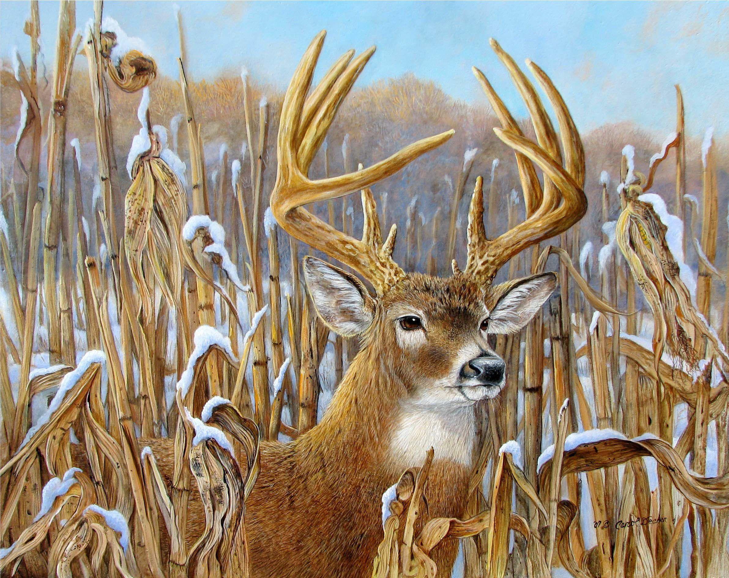 2383x1889 Deer Wallpaper, HD Deer Background