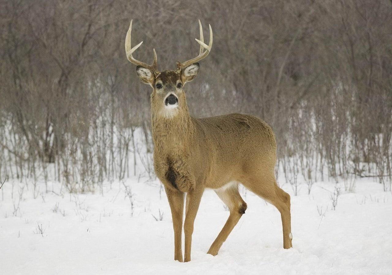 1280x900 Whitetail Deer Background Desktop Background